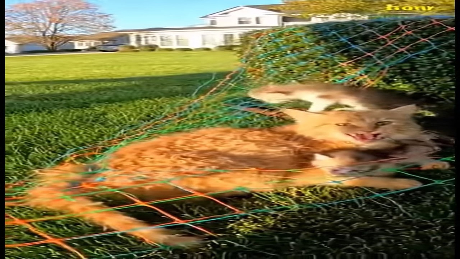 Full Video : N0107046_K When animals face danger humans step in A rescue will touch y