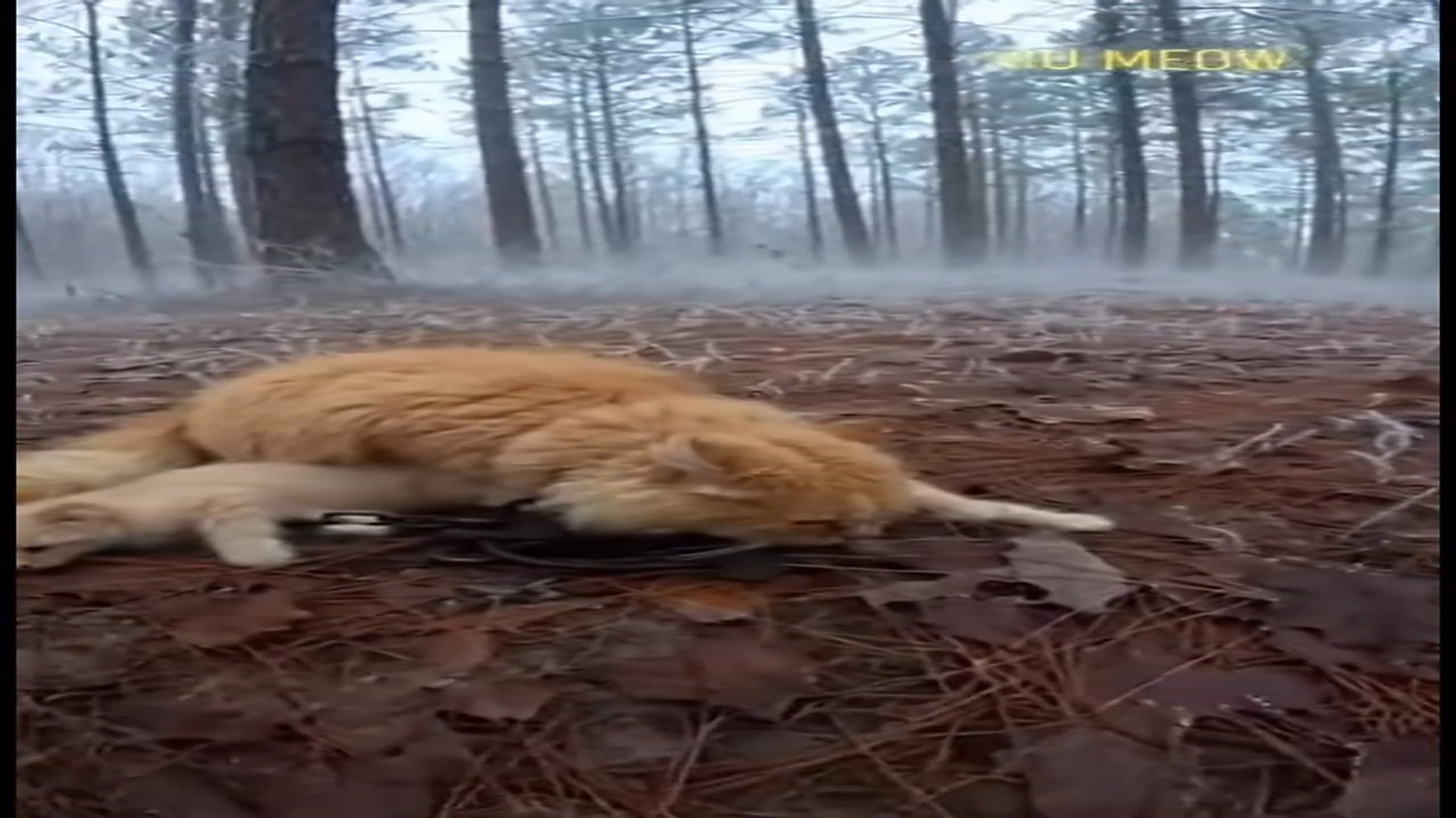 Full Video : N0107065_K Deep in a foggy forest, an orange cat was found caught in a metal tr
