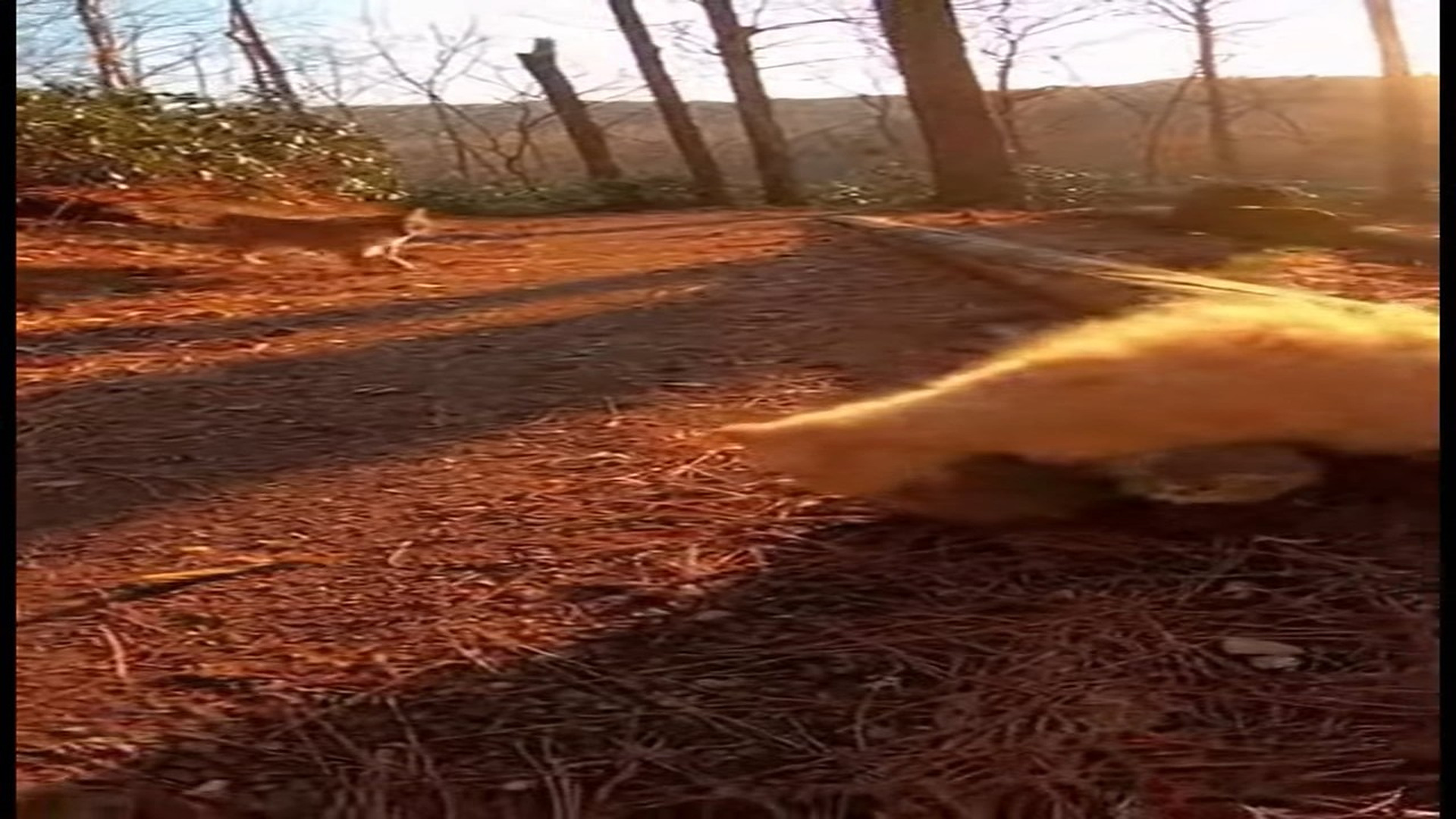 Full Video : N0107082_K moment in forest felt normal until animal got closer