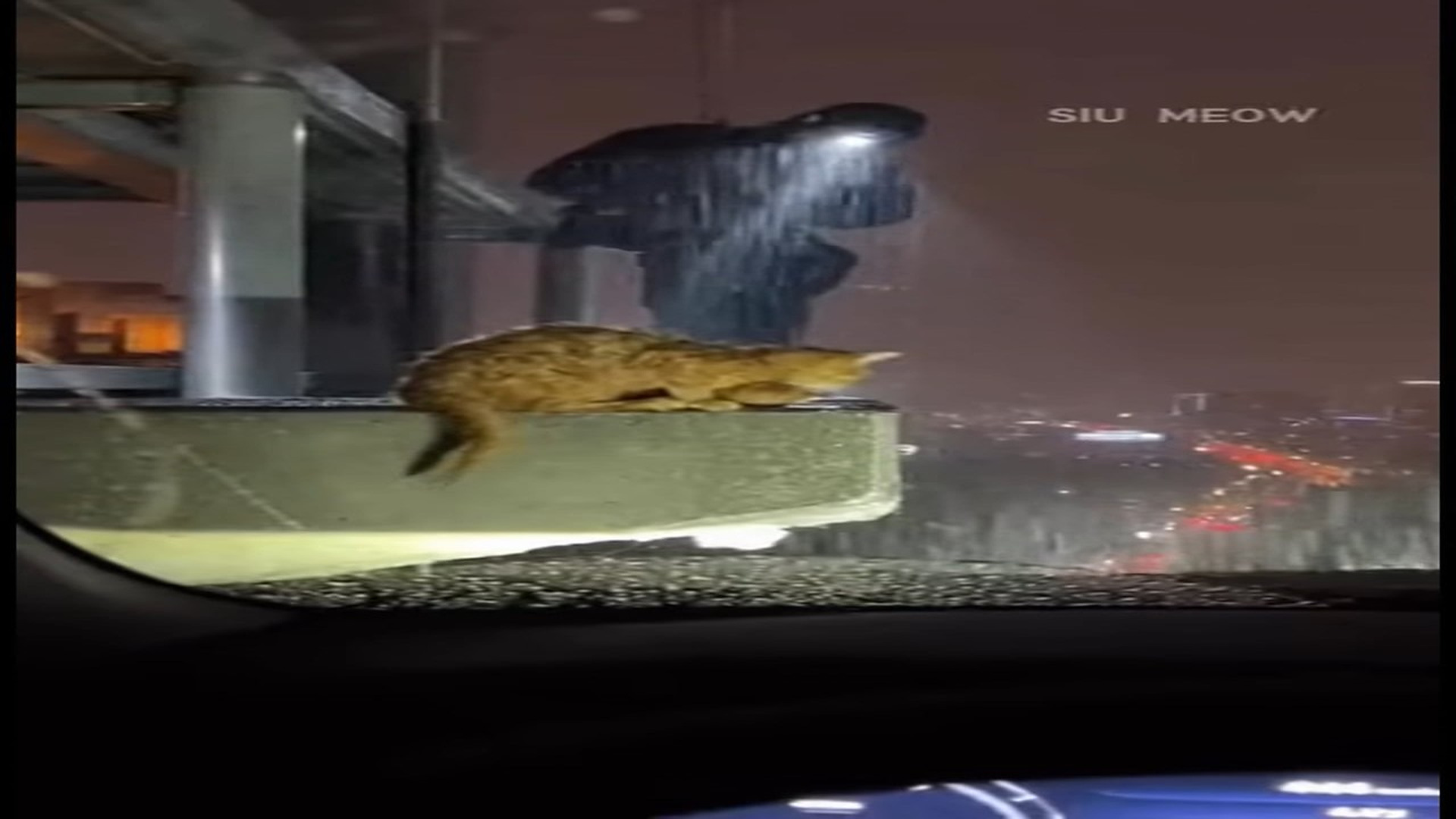 Full Video : N0107086_K Alone, soaked, terrified. mama cat was stranded on a narrow