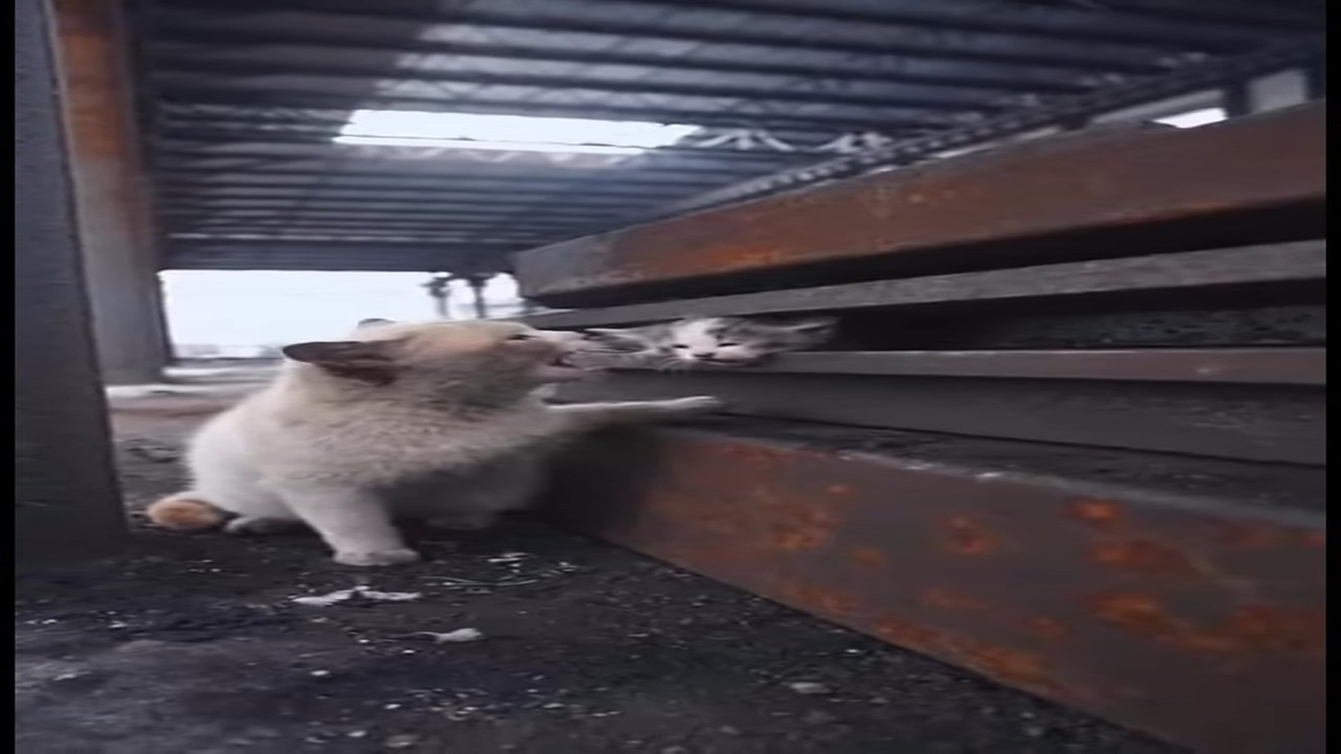 Full Video : N0107097_K He could have walked away but he chose to save a life. frighte