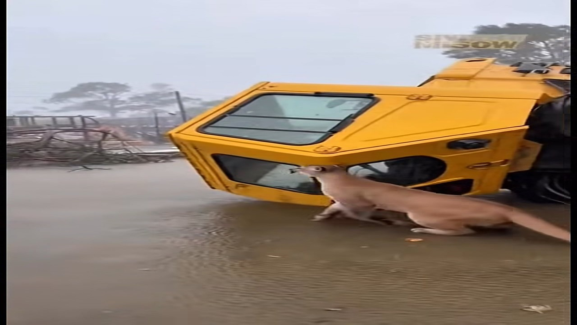 Full Video : N0107098_K storm took everything but a mama puma wasn t leaving without