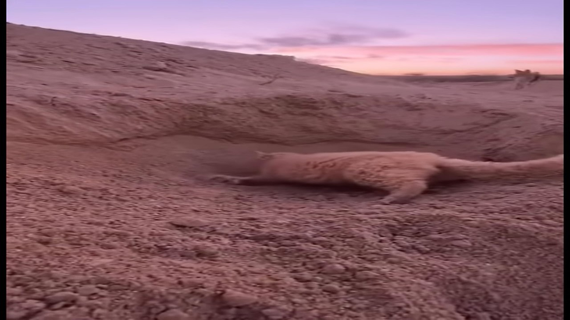 Full Video : N0107106_M A kitten is sinking in a collapsing sand pit while mother cat fights