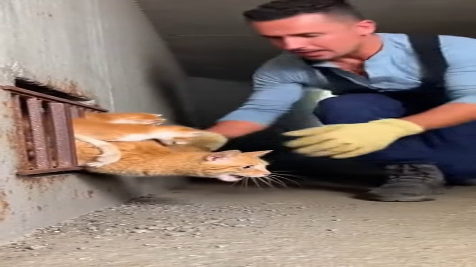 Full Video : N0107107_M A mama cat her kittens were trapped inside a narrow drain. One by