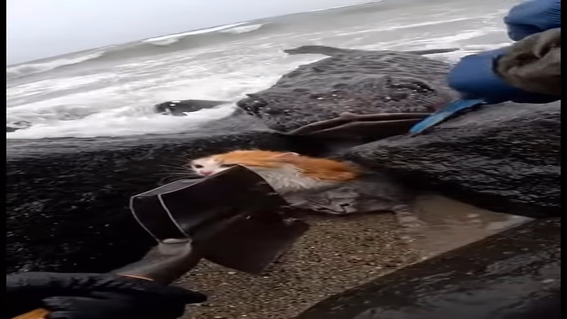 Full Video : N0107114_M Trapped between rocks crashing waves, mother cat stayed stron