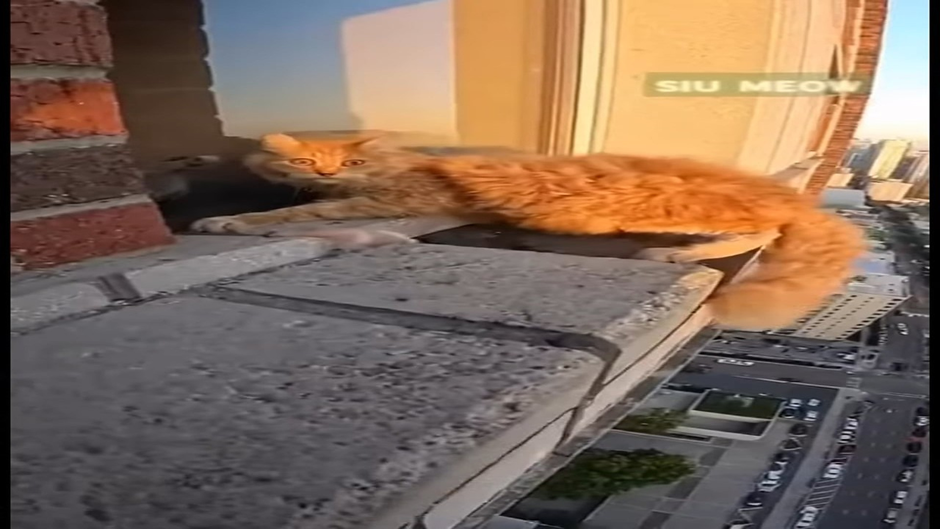 Full Video : N0107115_M She froze in fear, not knowing what to do. Her tiny kitten slipped int