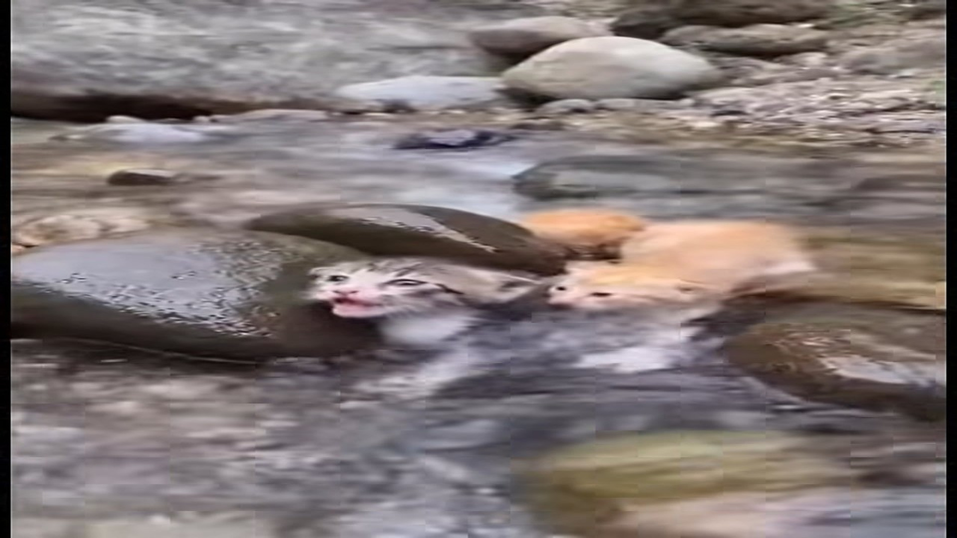 Full Video : N0107117_M Mama cat fights cold rushing stream to pull her terrified kittens to s