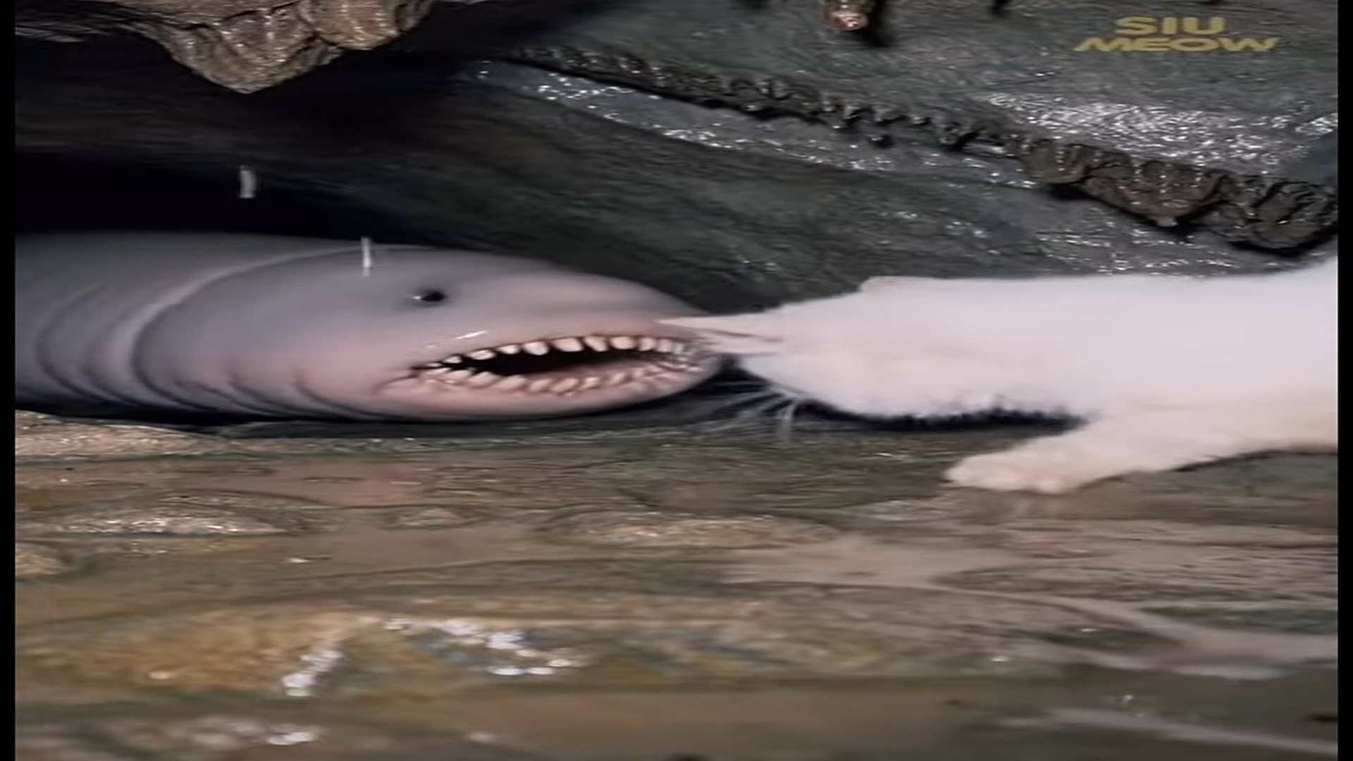 Full Video : N0107123_K Deep inside a dark, dripping cave a tiny white cat came face to fa