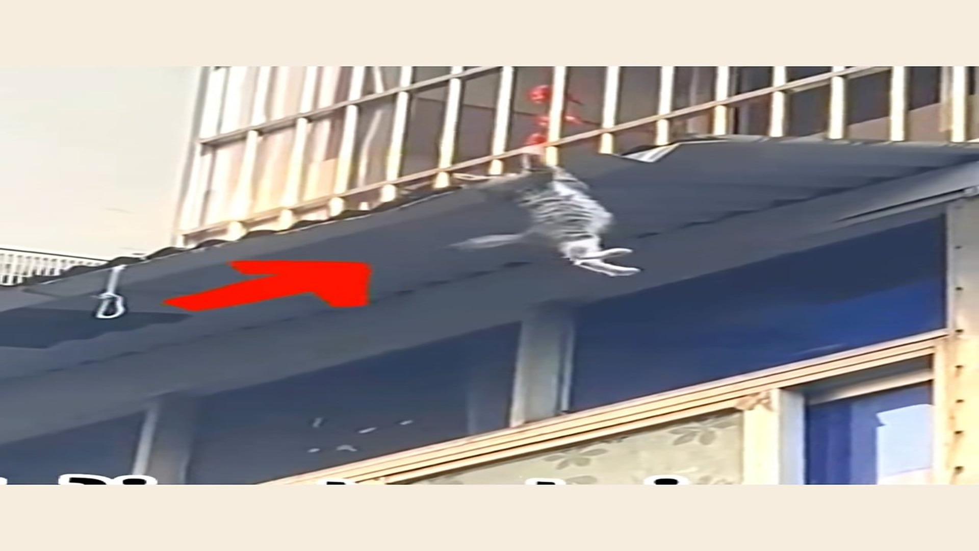 Full Video : N2107034_Rescue Cat #rescue #rescuecat #rescueanimals #c