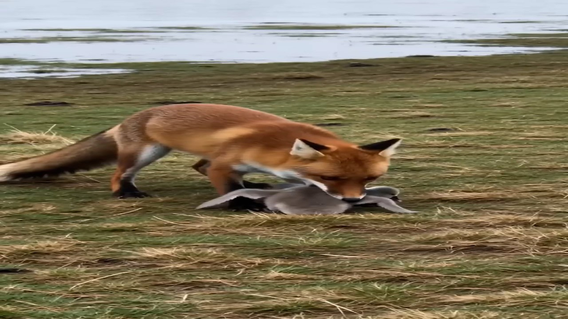 Full Video : N2407130_Mother Swan vs. Fox! You won t believe this! (1)