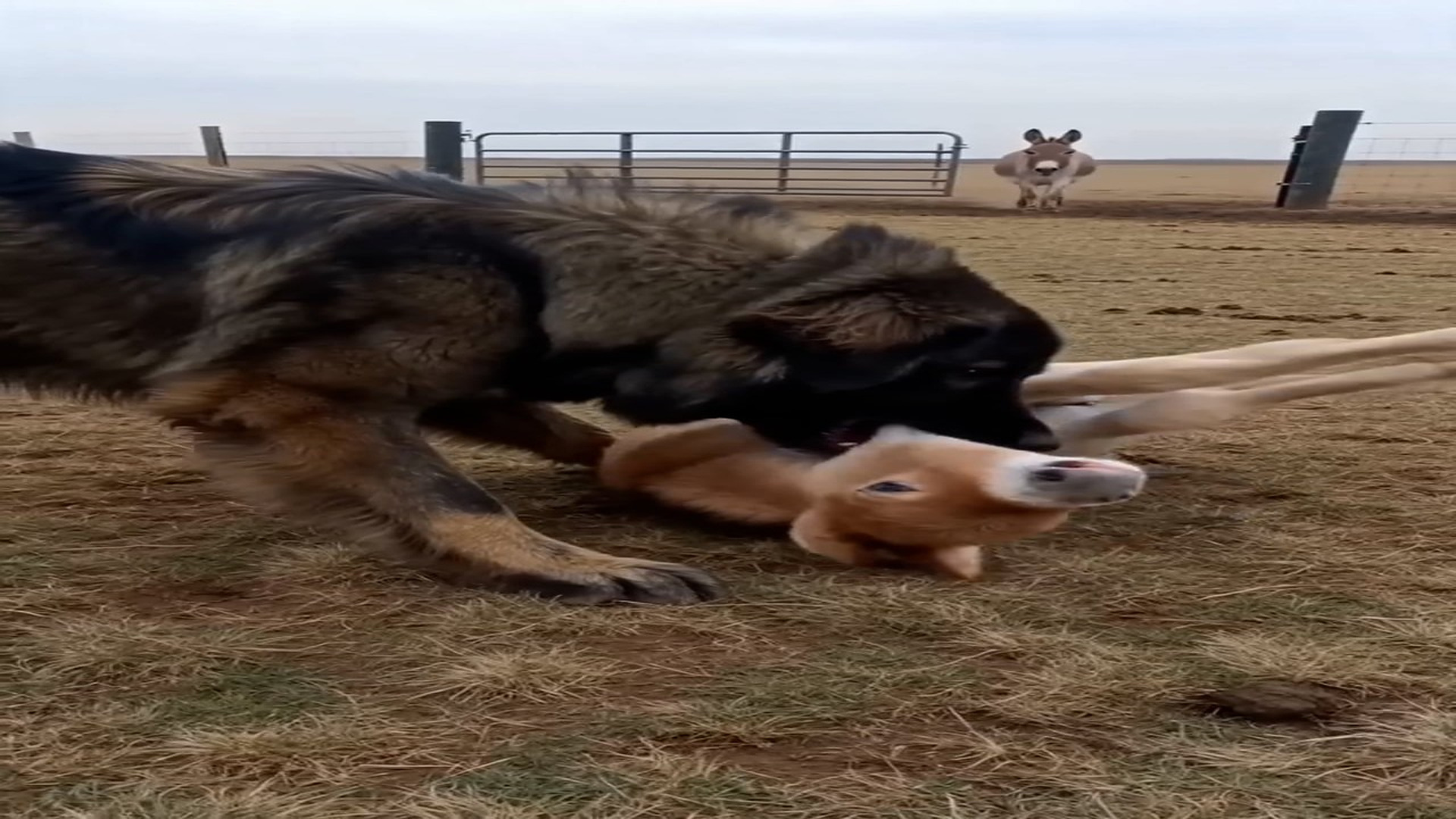 Full Video : N2407133_My dog was playing, but mama donkey said NOPE!