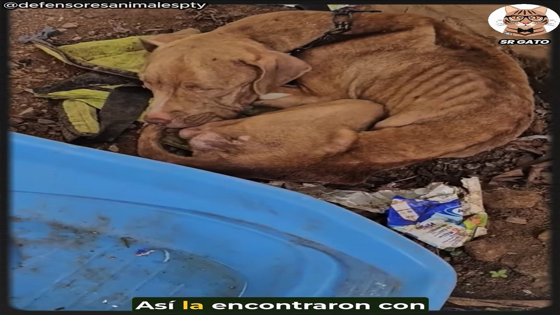 Full Video : N2307057_Todos merecen una familia que los valore