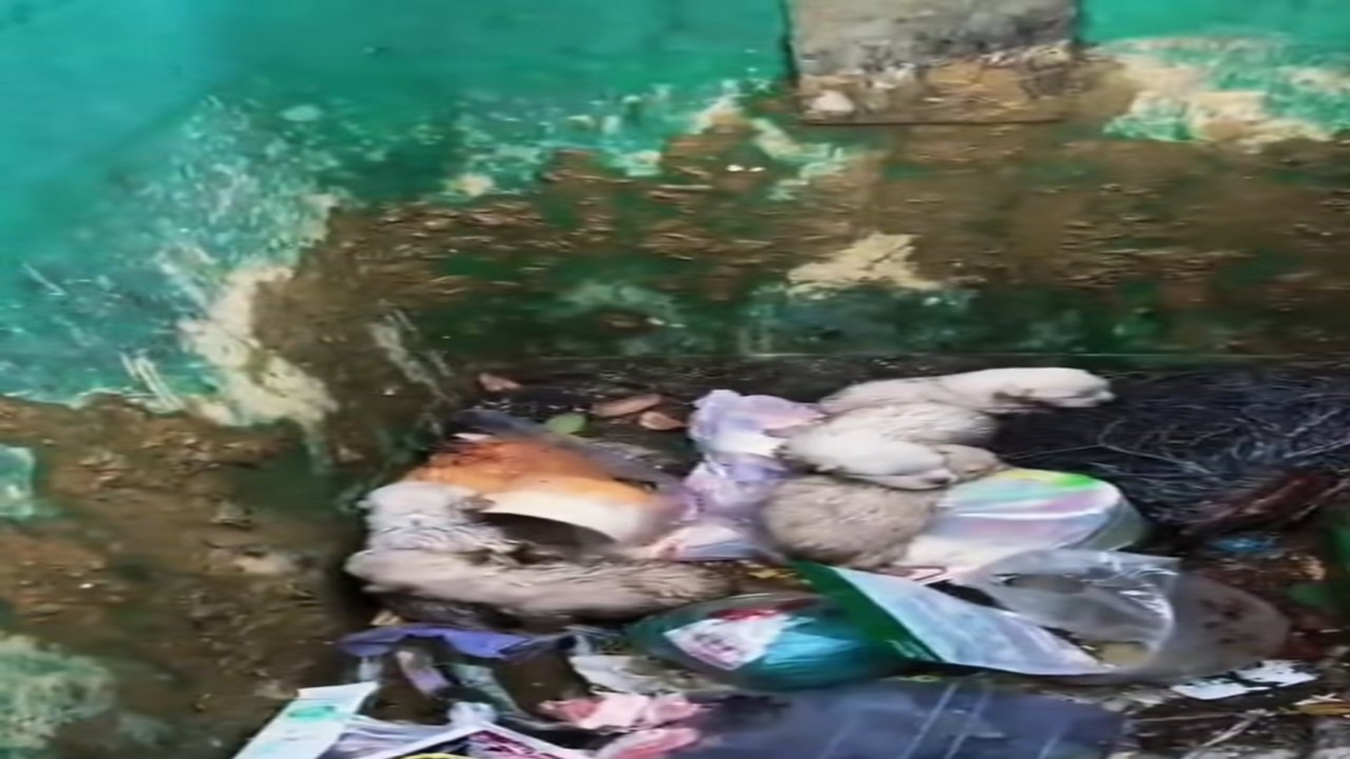 Full Video : N2707001_A group of poor abandoned dogs and their heartwarming ending. #animal #dog #dogsoftiktok #dogs