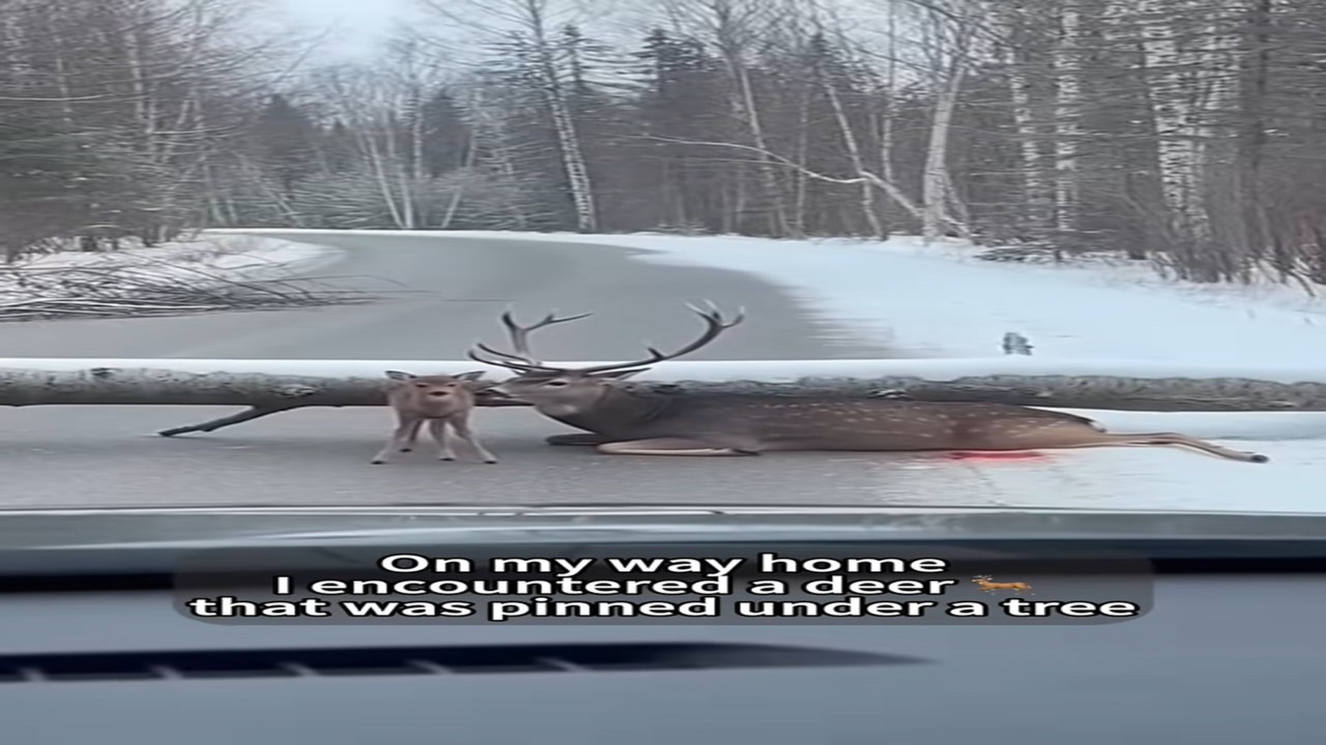 Full Video : N2707027_I ran into an injured deer on roadside.#fpy #foryou #resuceanimals (1)