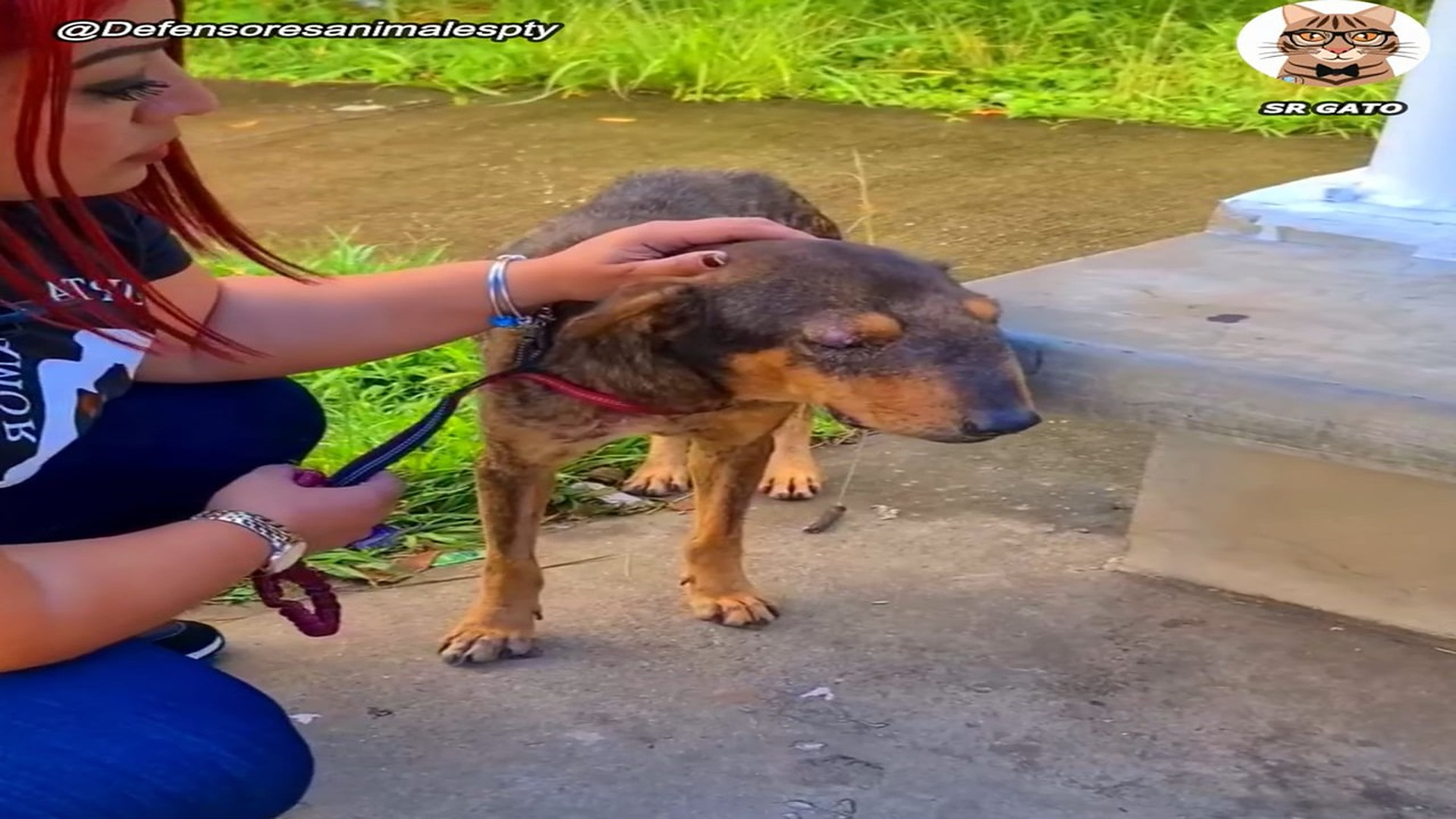 Full Video : N2707024_Historia del Perro Canelito