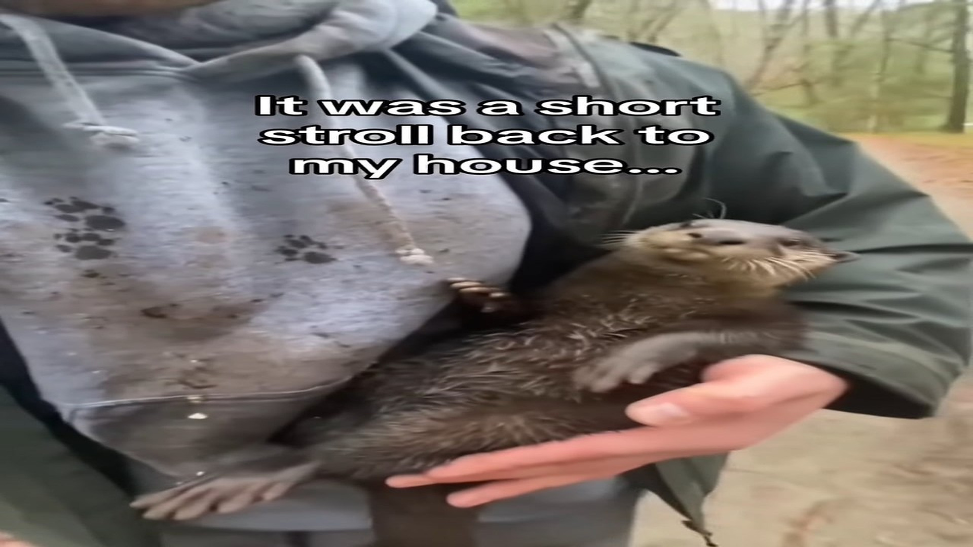 Full Video : N2807013_M I saved an otter in knick of time #wholesome #animals StoryTime