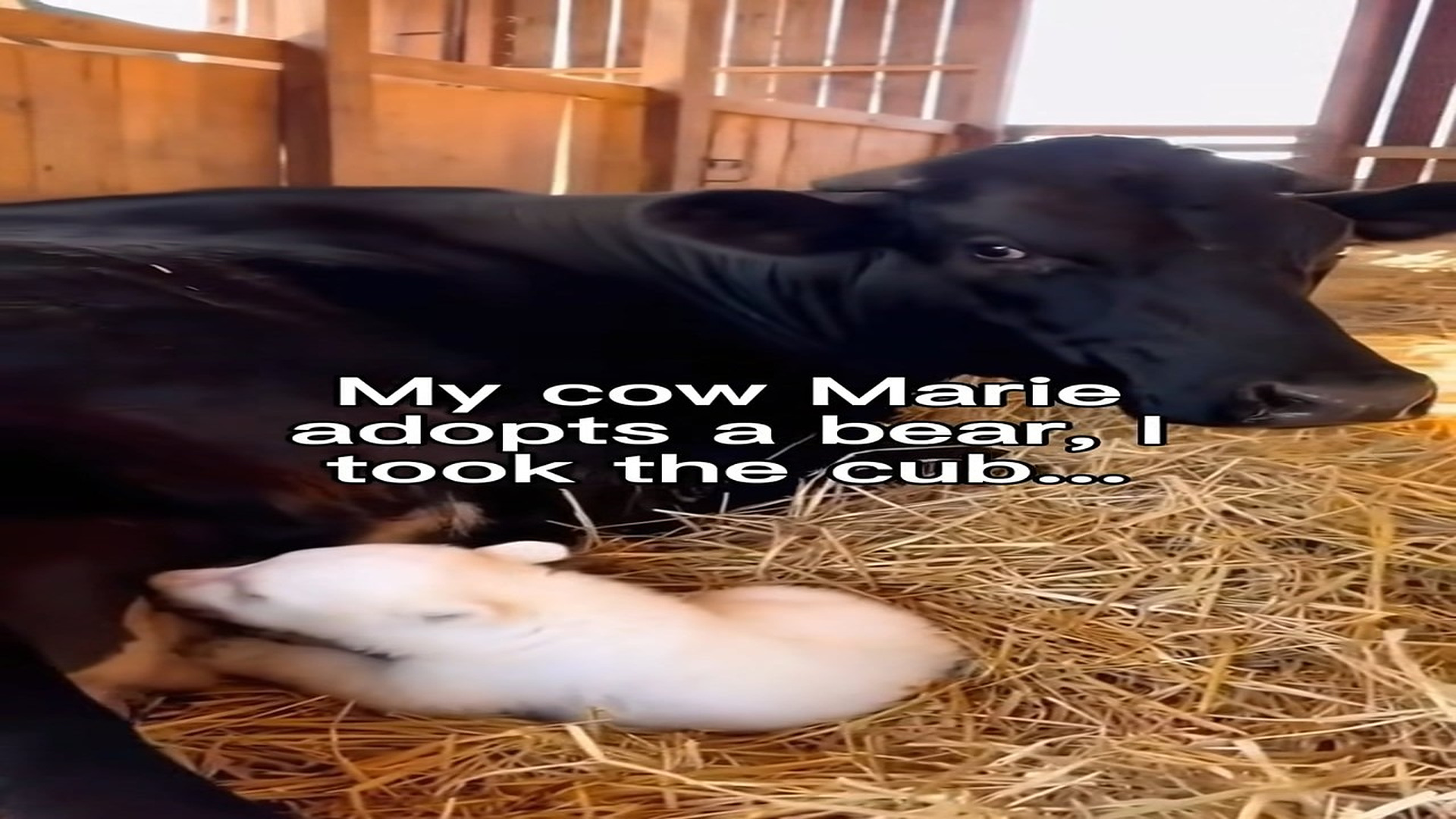 Full Video : N2807003_Anyone Have a Tissue ! #wholesome #animals StoryTime
