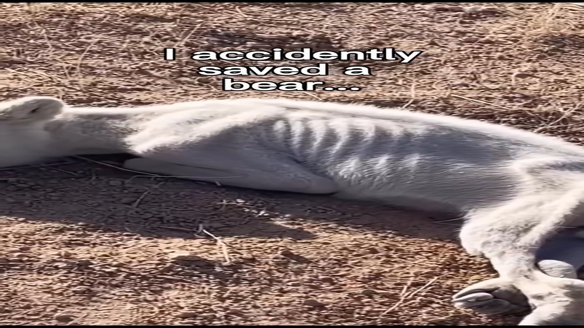 Full Video : N2807005_M I Thought I Found a Dog #wholesome #animals StoryTime
