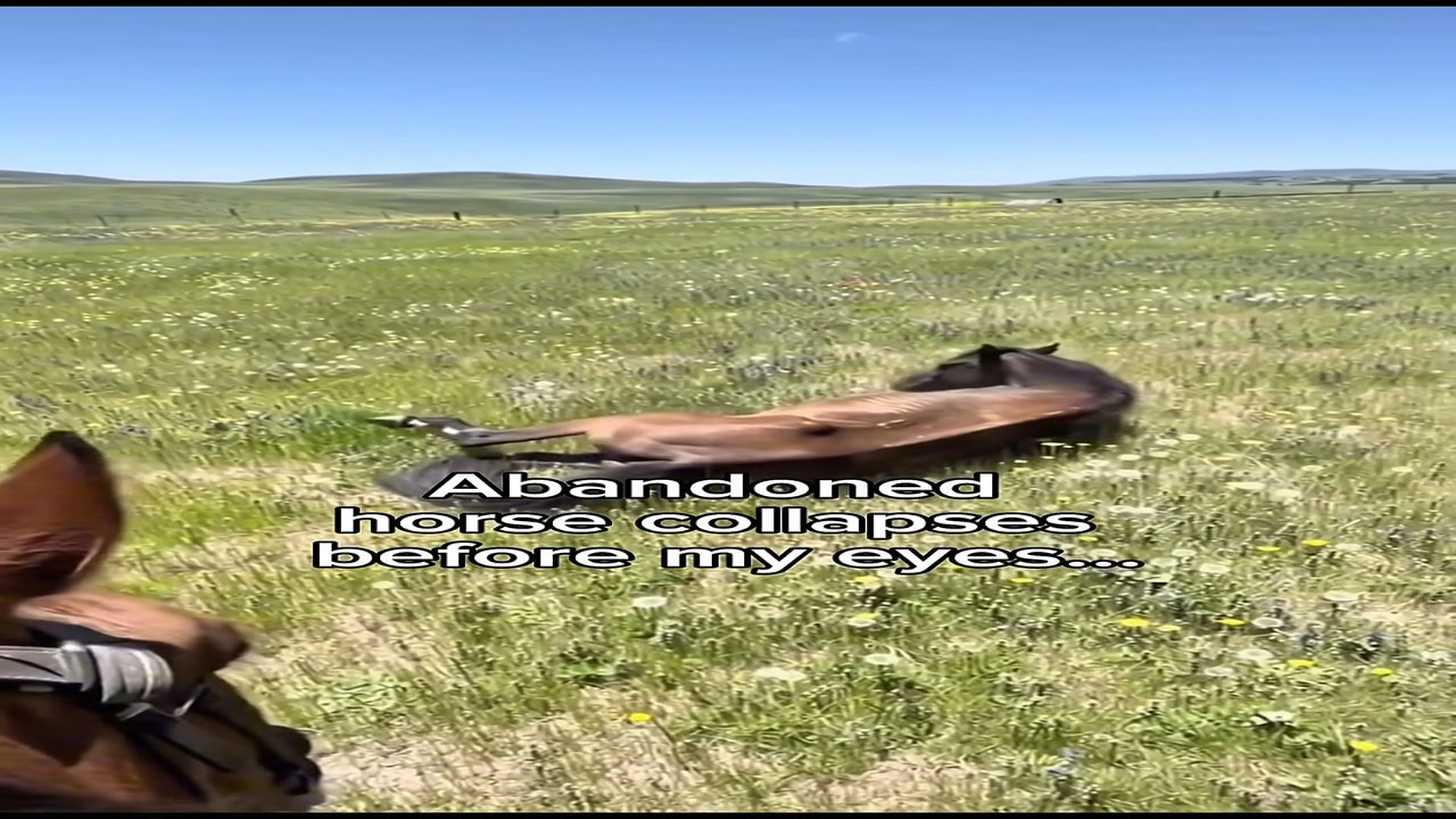Full Video : N2807015_K Wild Mustang Encounter In My Backyard #wholesome #animals StoryTi