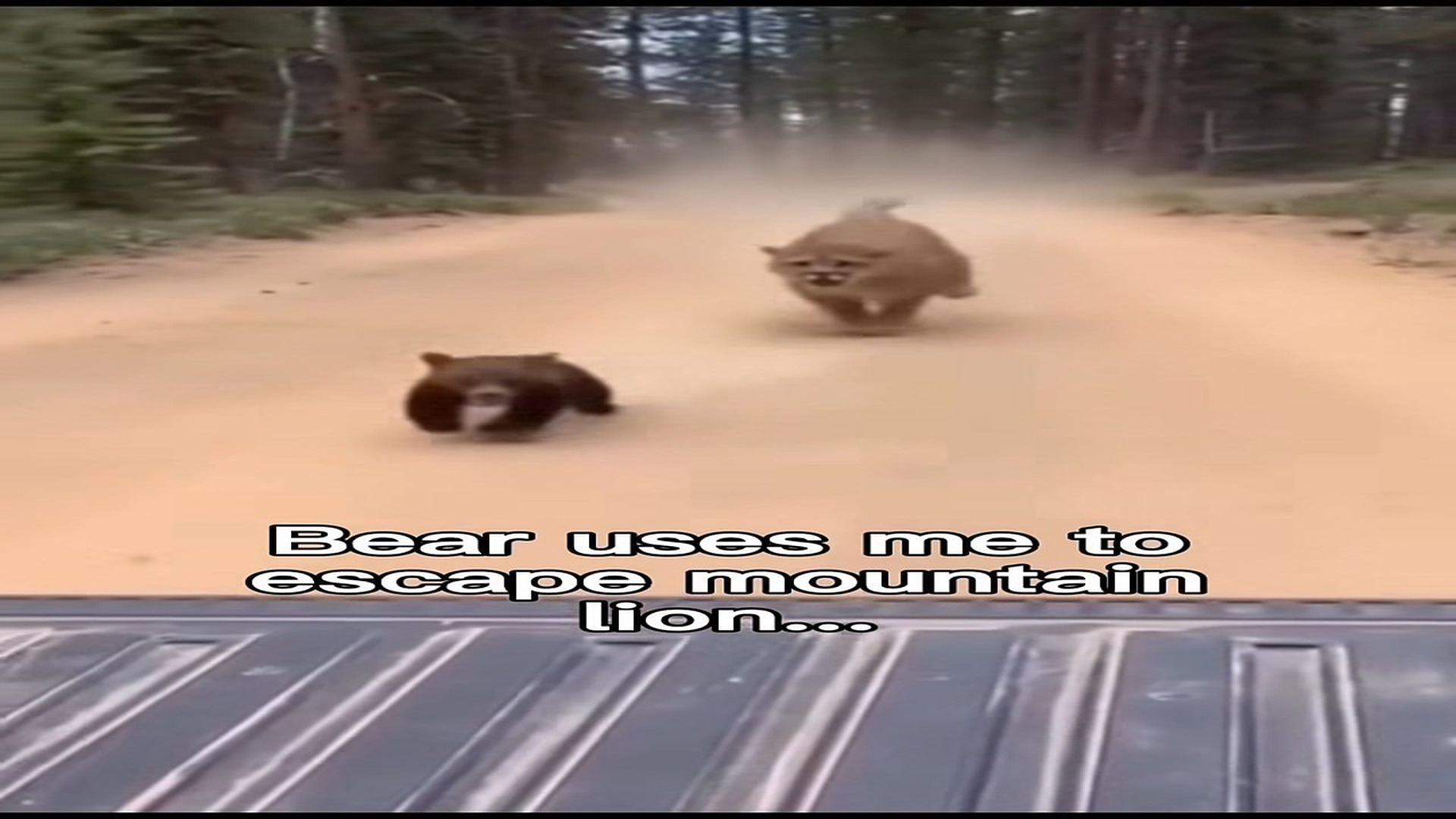 Full Video : N2807023_Bear cub life changes
