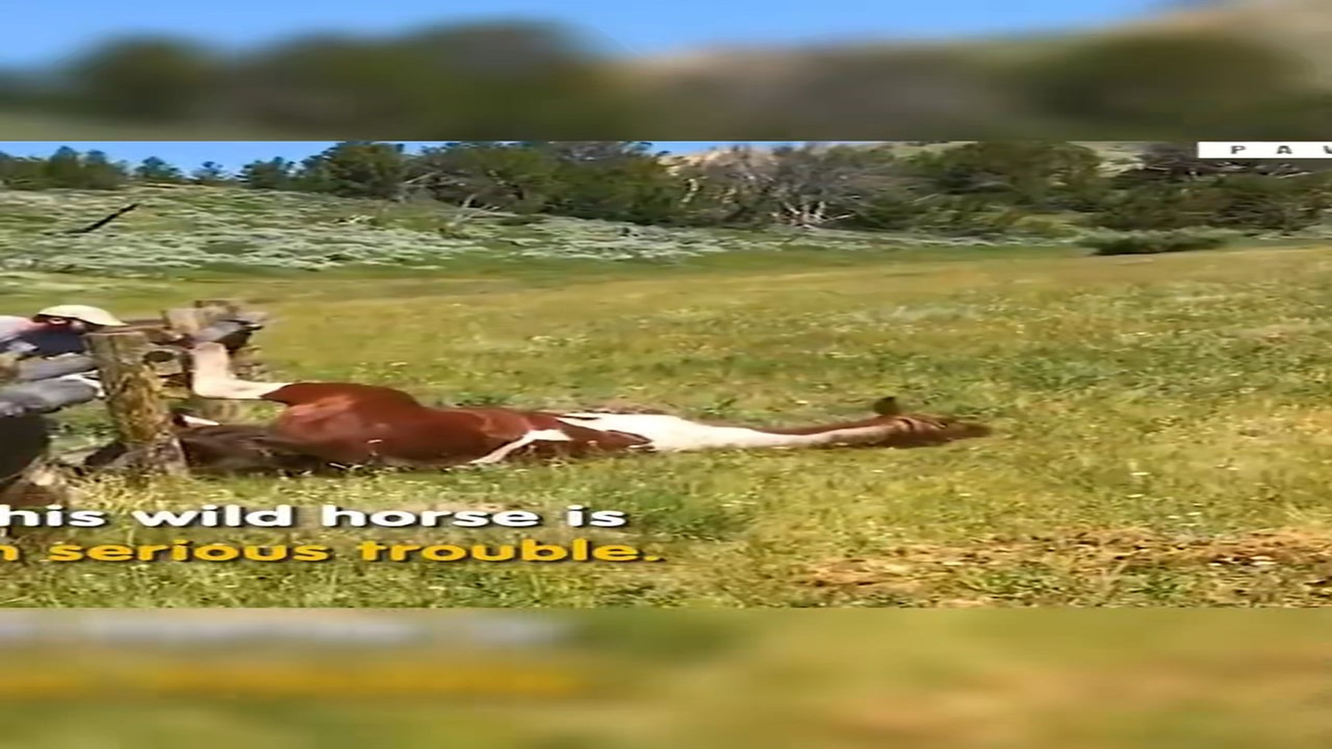 Full Video : N3007096_Horse Stuck Badly In Wired Fence #horse #rescue #animals #viral