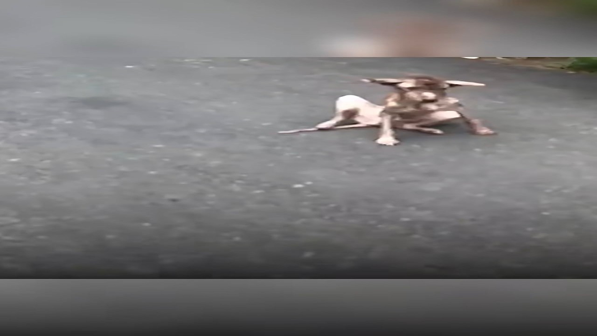 Full Video : N3007081_Dog Is Proof Miracles Happen #dog #dogsoftiktok #rescue #pe