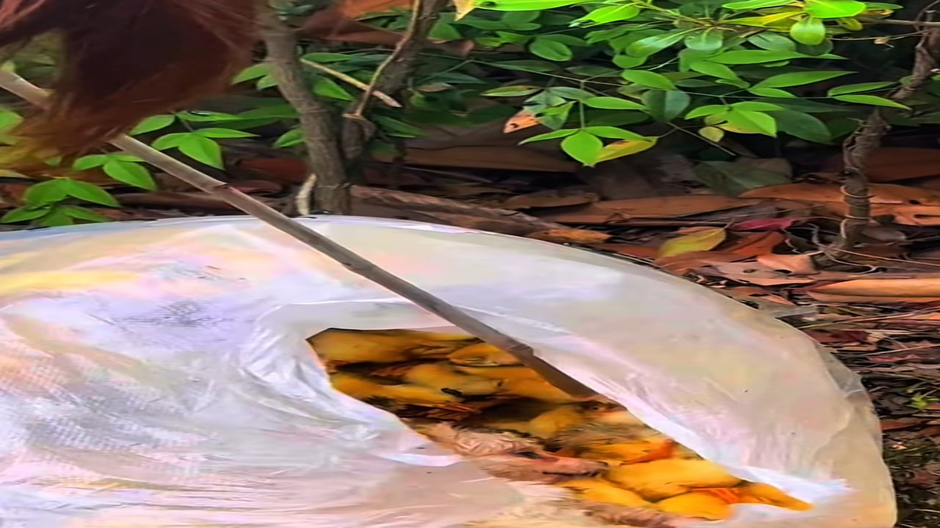 Full Video : N3007097_How long has he been there #Dog#poor #poordog #poor