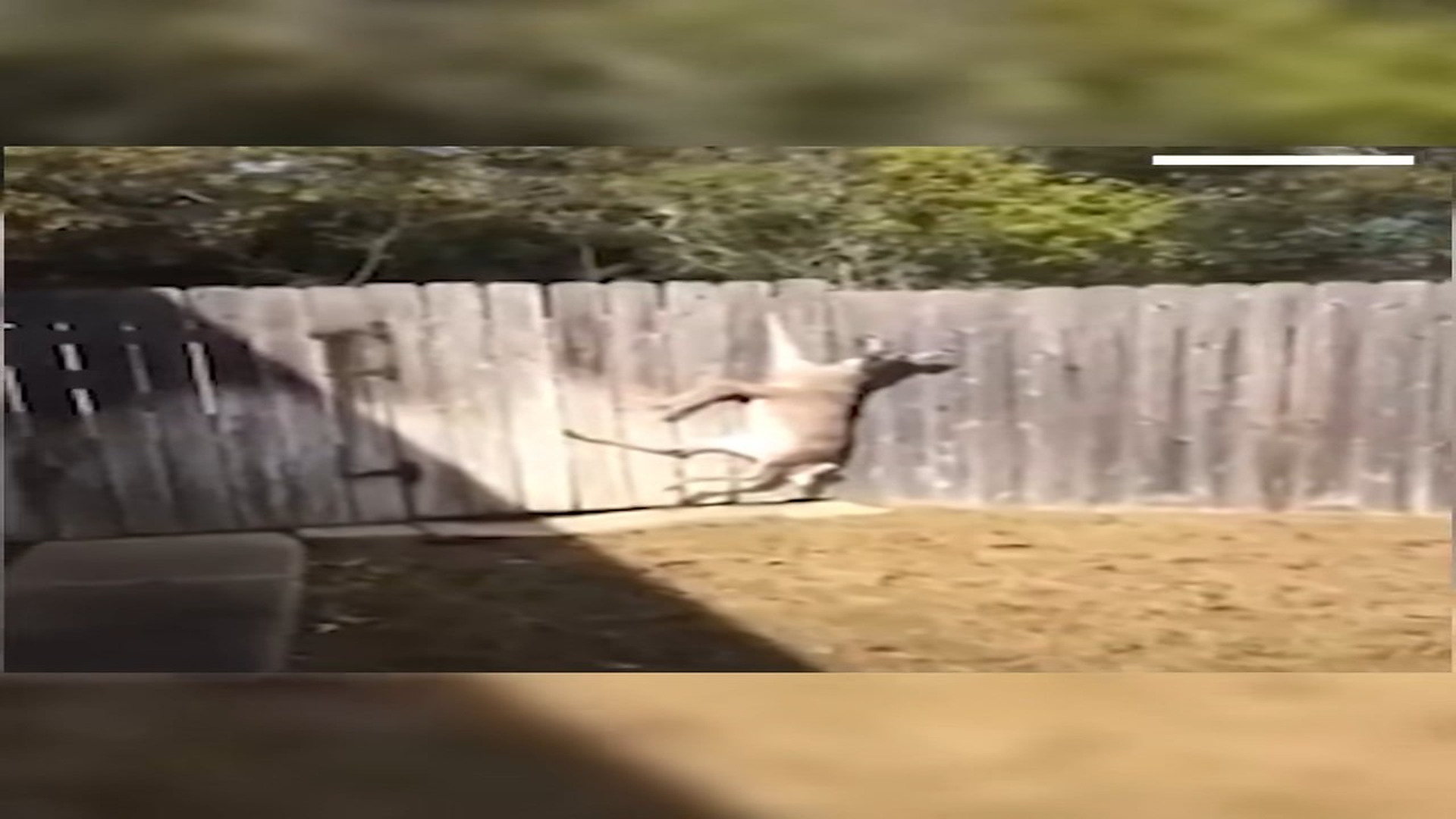 Full Video : N3007079_Deer Hanging A Fence Gets Freed