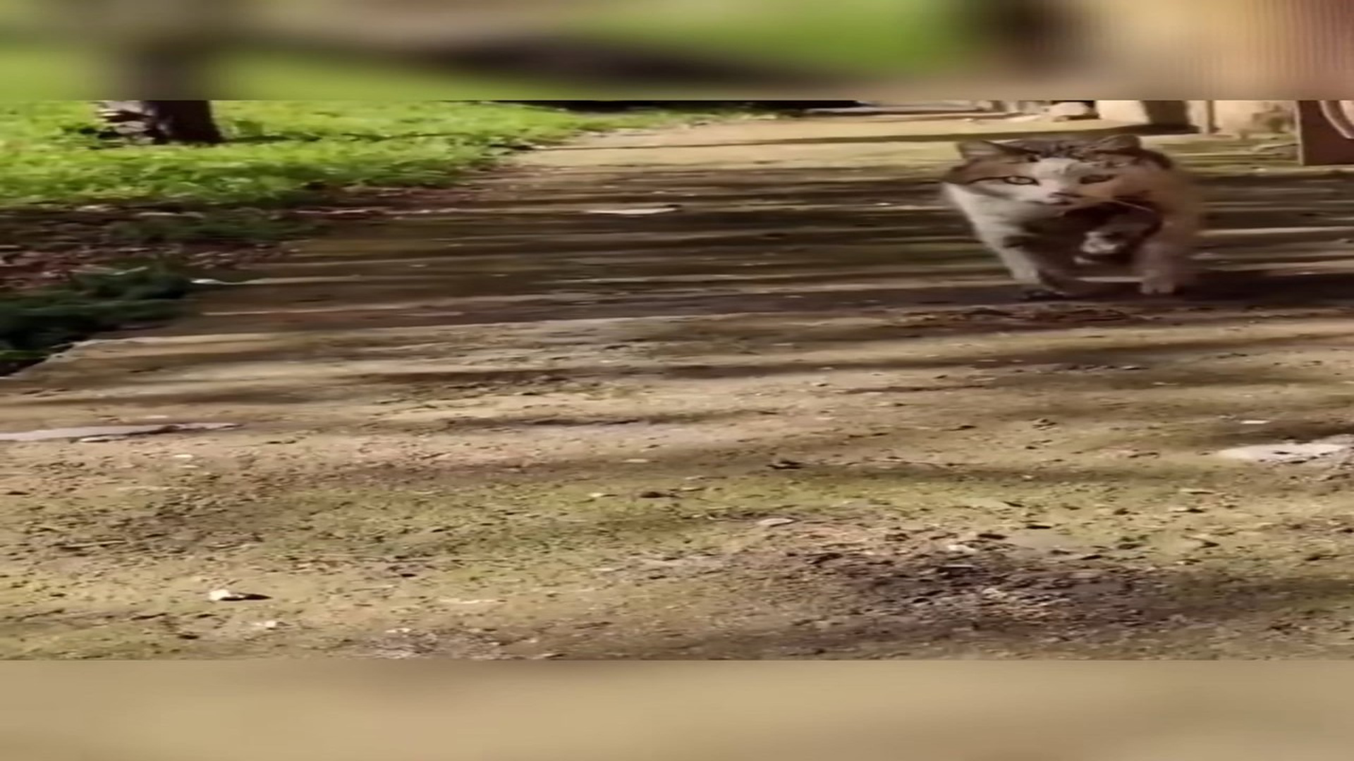 Full Video : N3007080_Defying Euthanasia to Save a Precious Life #cat #catsoftiktok #pet #a