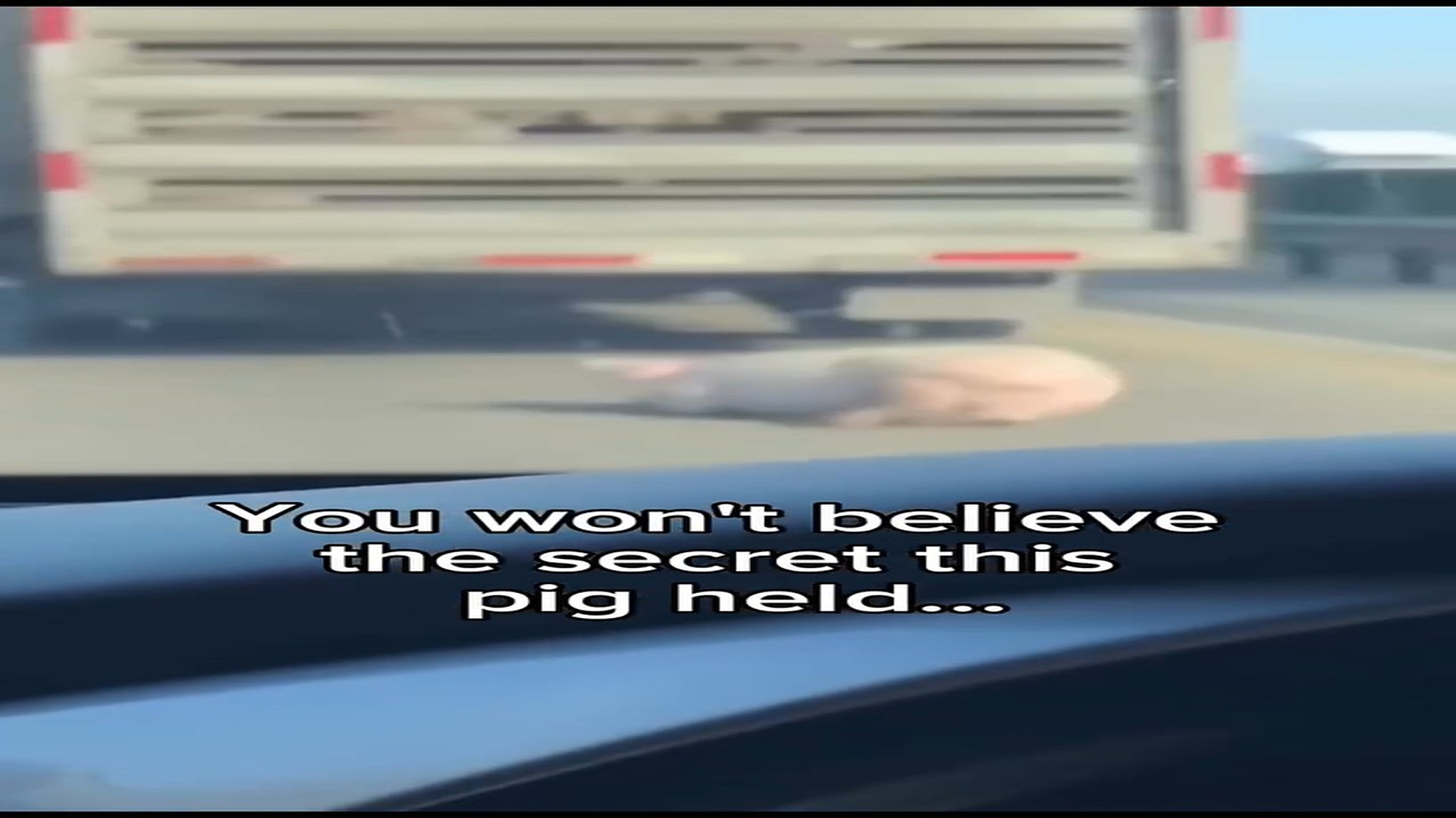 Full Video : N2807052_Pig fall