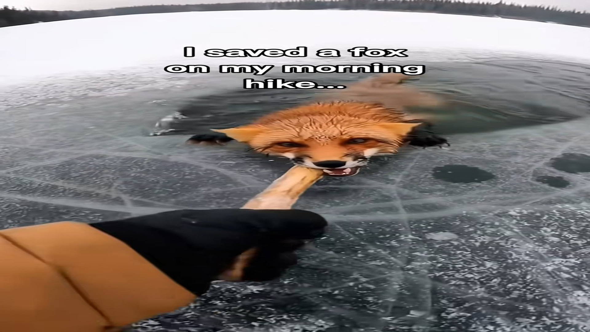 Full Video : N0108076_She had babies!! #wholesome #animals