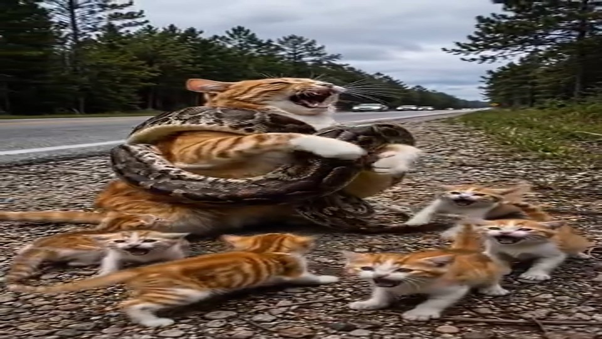 Full Video : 2.9K views 107 reactions He saw snake... then he looked closer #CatRescue #AnimalRescue #H