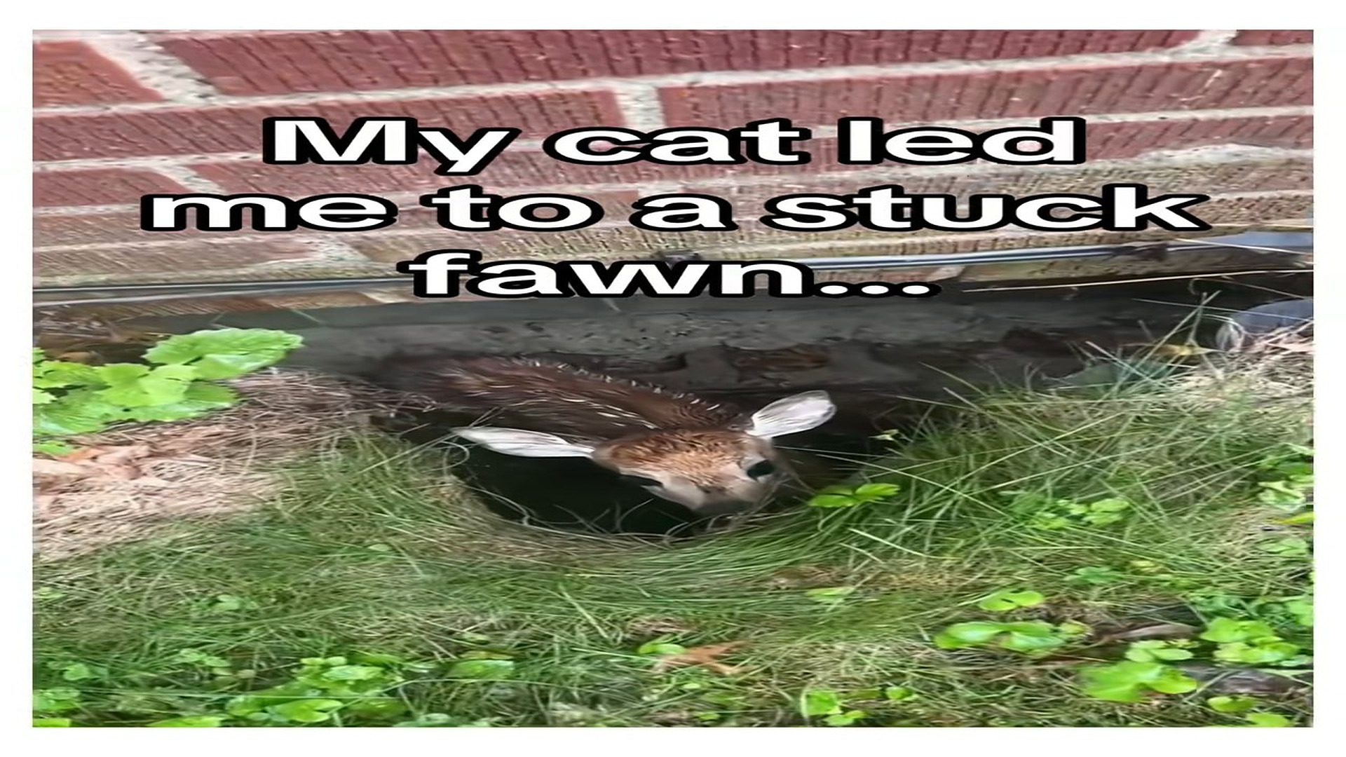 Full Video : N0408044_Would you help a fawn #wholesome #deer