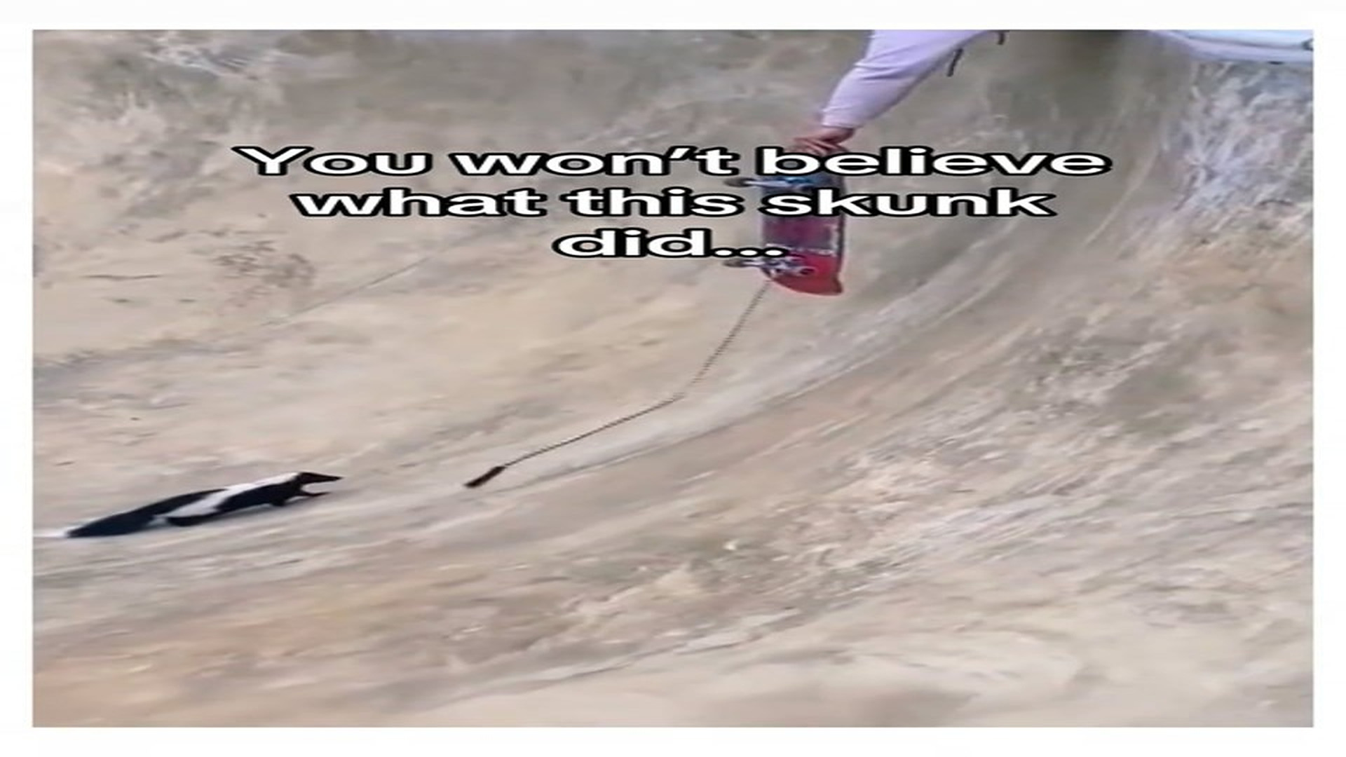 Full Video : N0408040_What s my next move #wholesome #animals