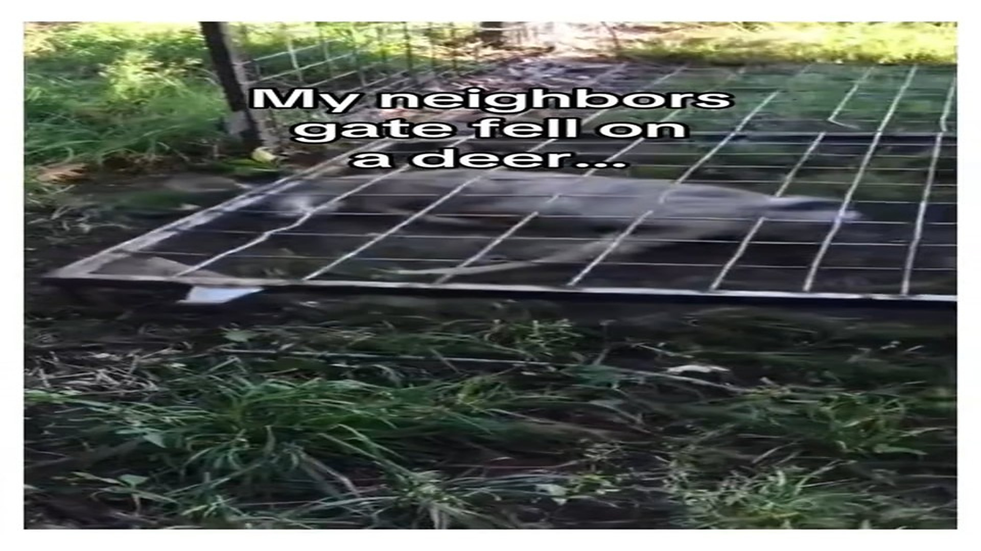 Full Video : N0408033_Two species brought together! #animals #wholesome
