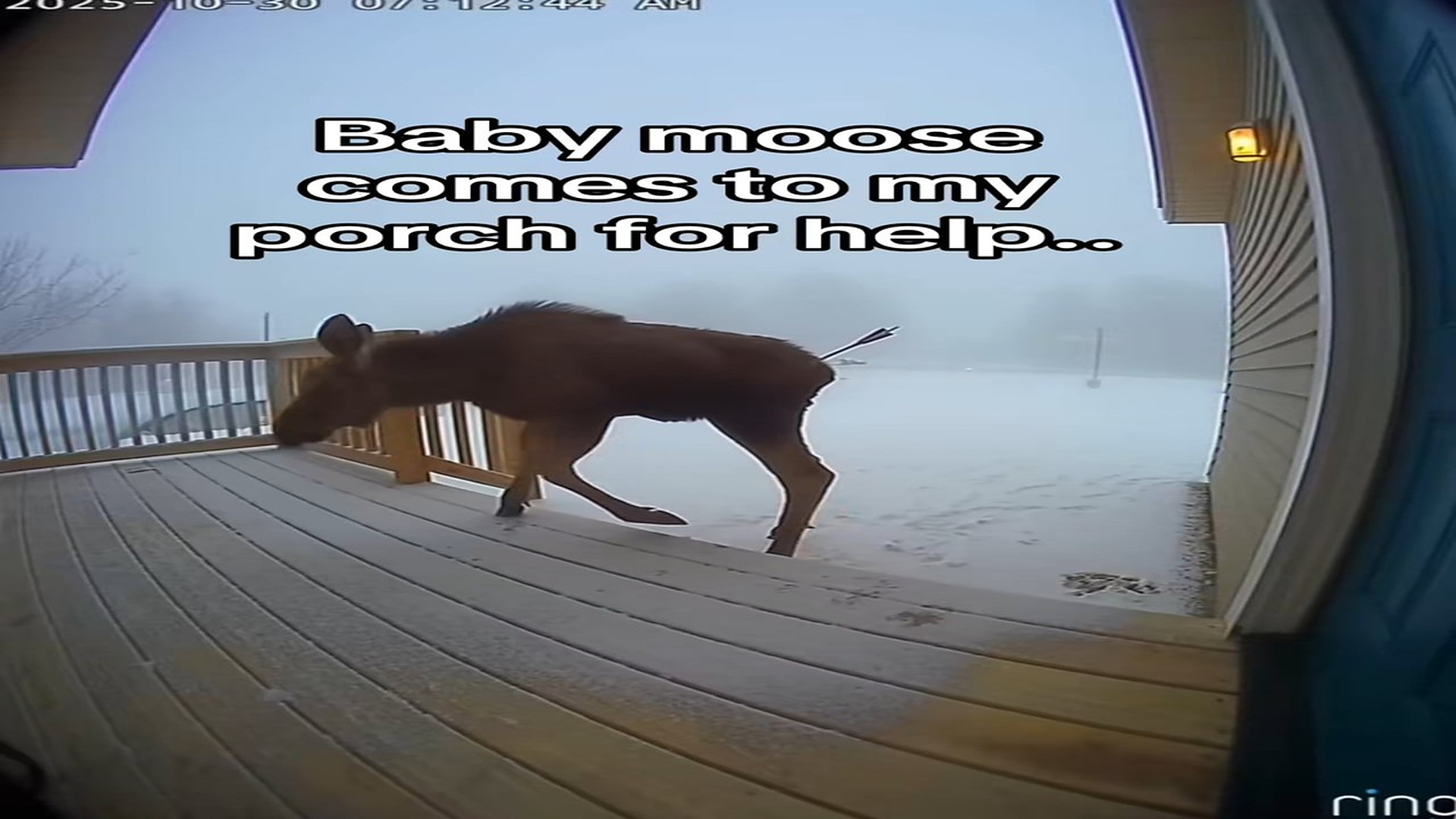 Full Video : N0408030_They came to thank me! #wholesome #animals