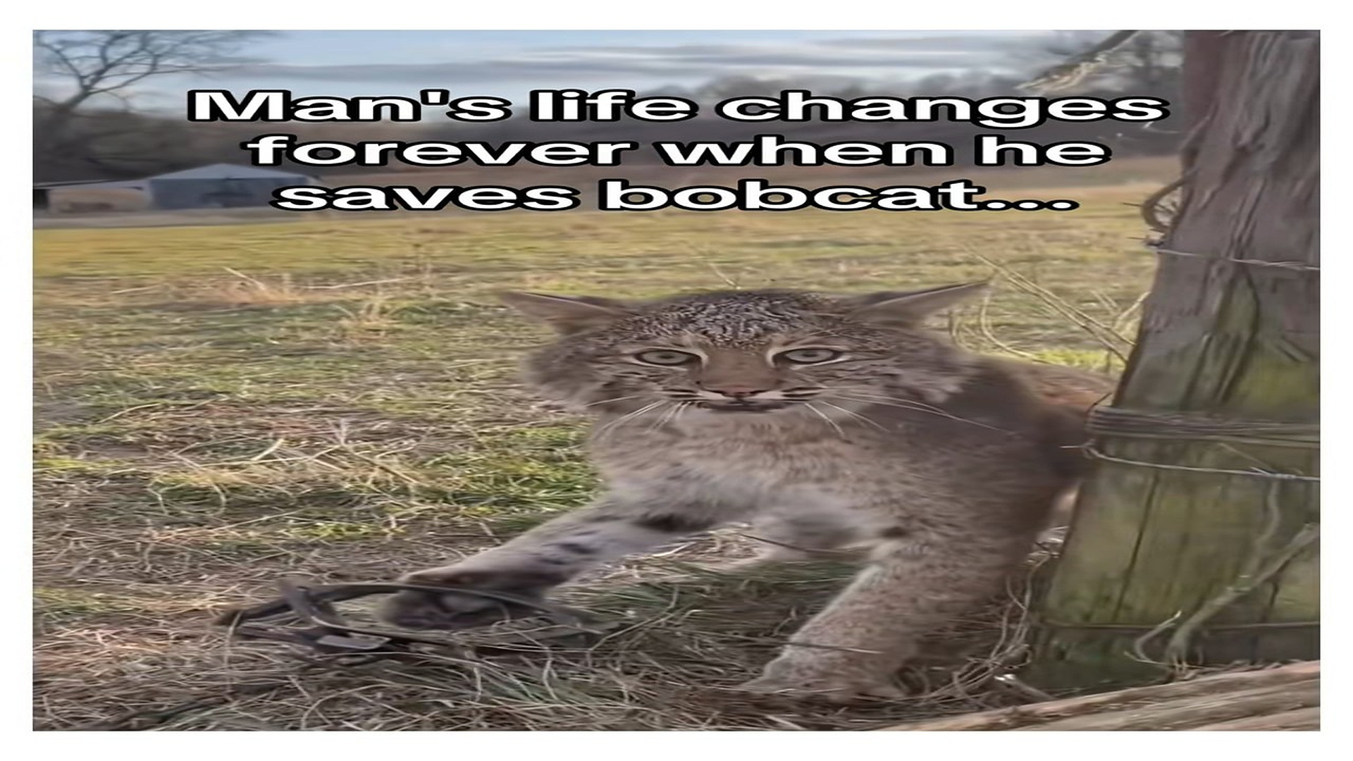 Full Video : N0408029_They came back #wholesome #animalsoftiktok