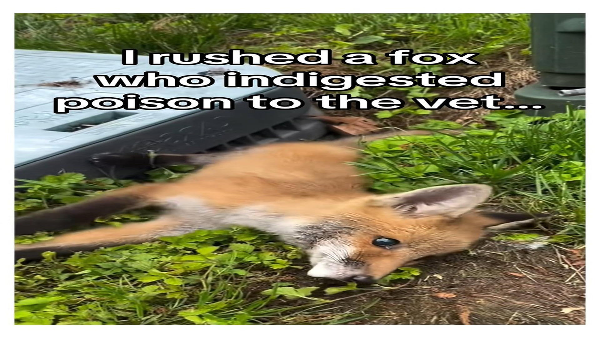 Full Video : N0408022_Please don t use poison traps! #wholesome #animals