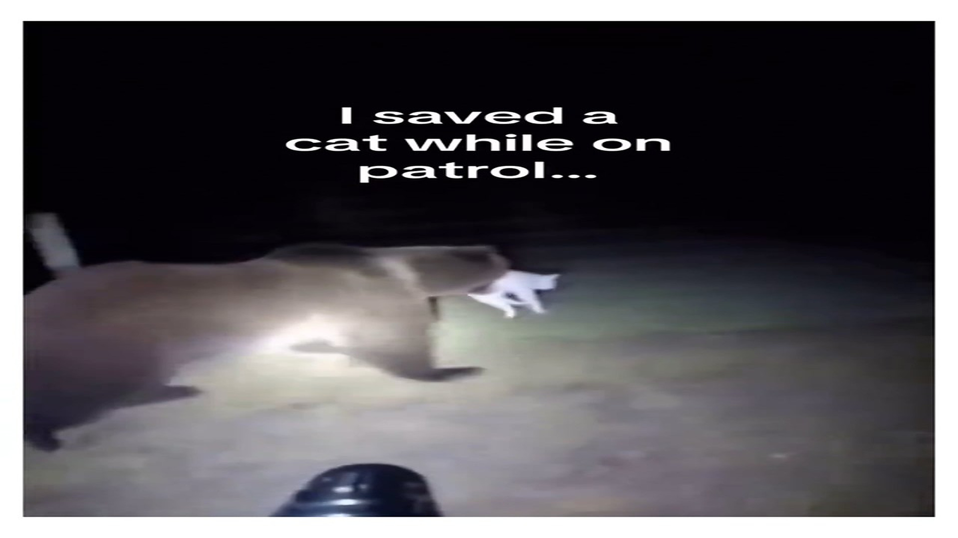 Full Video : N0408018_Officer adopts cat he saves bear #wholesome #animals