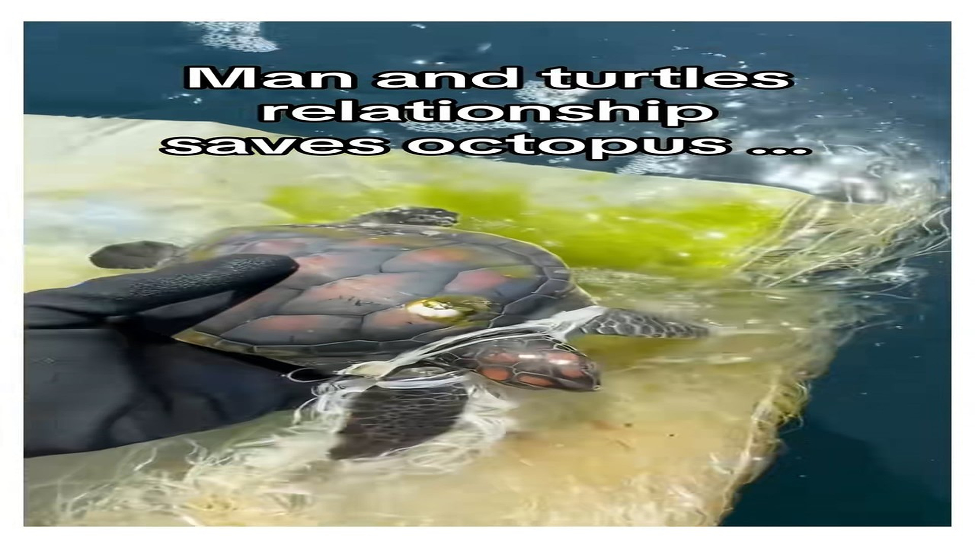 Full Video : N0408020_One rescue lead to another #wholesome #animalsoftiktok