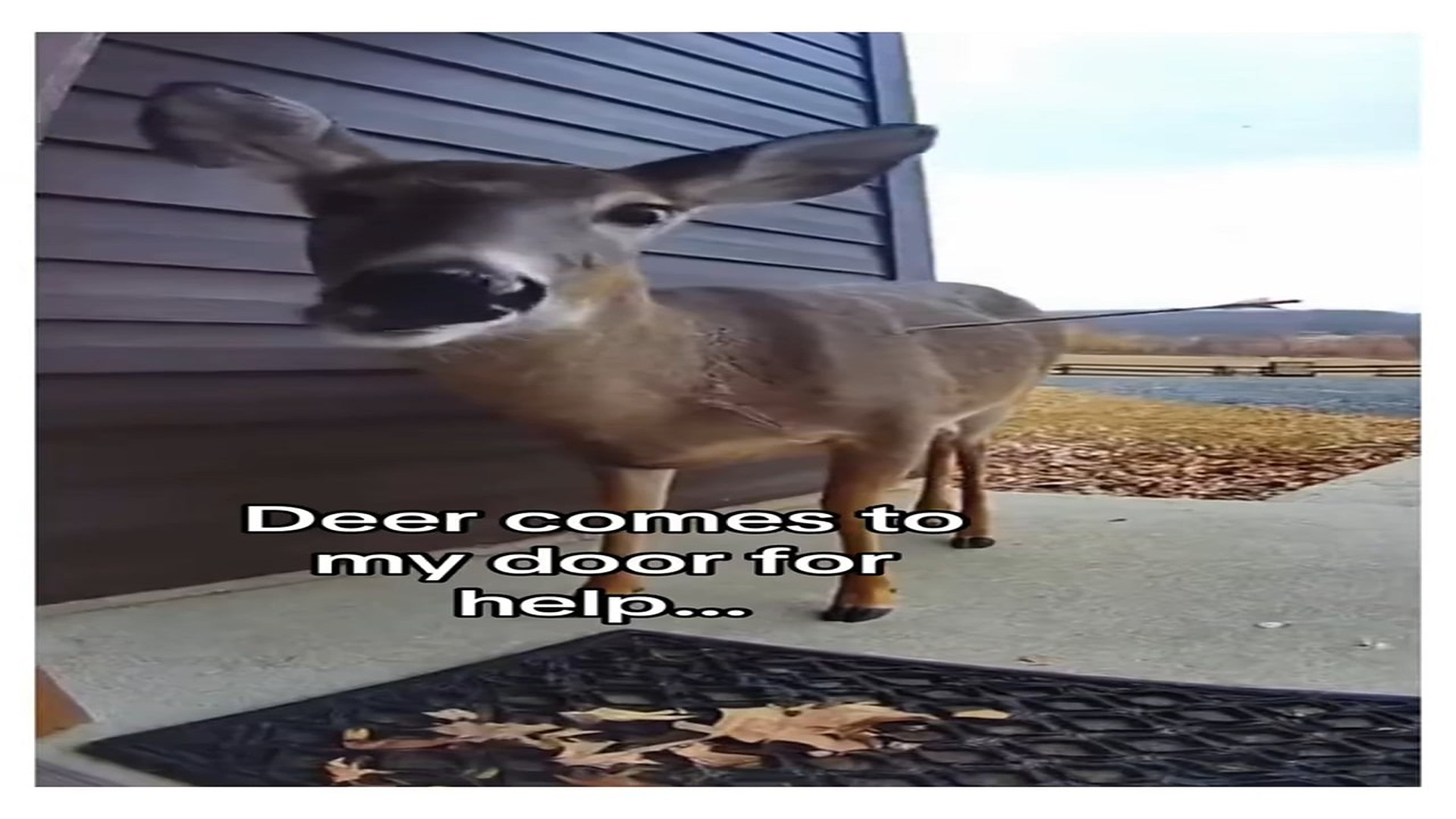 Full Video : N0408019_Omggggg #wholesome #deer