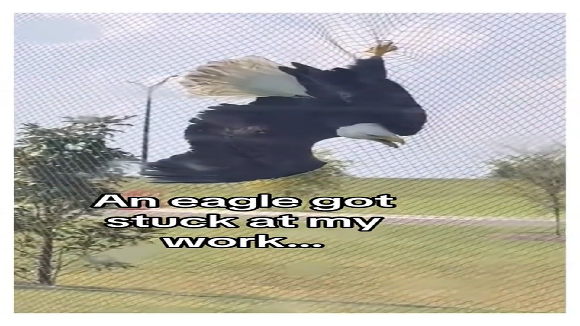 Full Video : N0408017_Now I pay two lunches ! #wholesome #animals