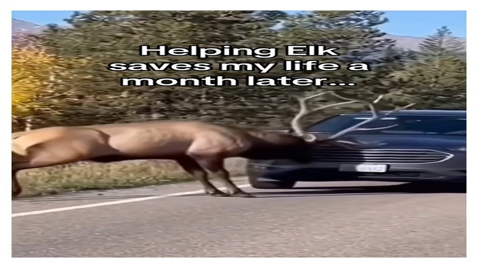 Full Video : N0408011_Man helps elk elk saves man bear attack #wholesome #animals