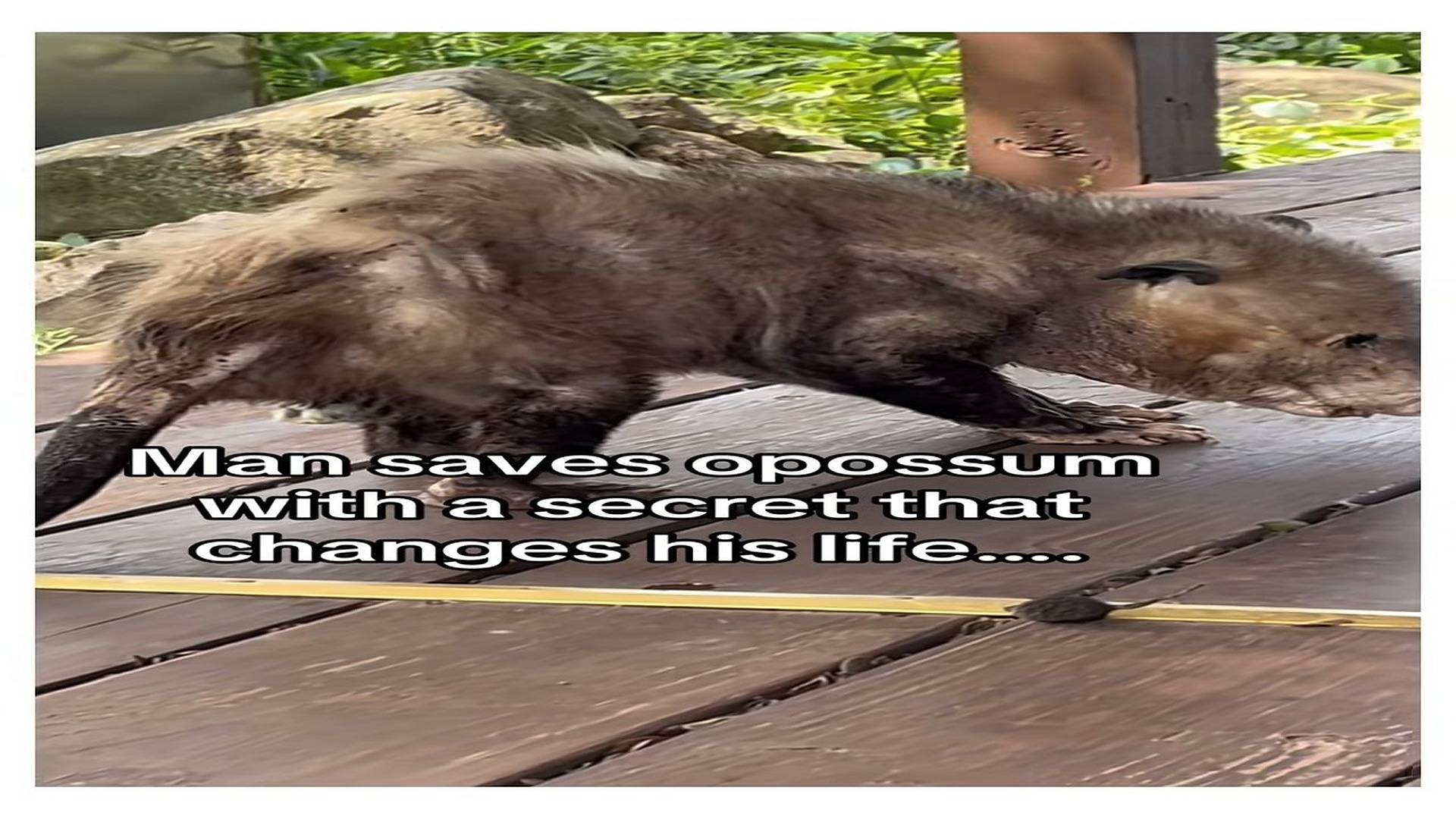 Full Video : N0408009_I vote Amber! #wholesome #animalsoftiktok