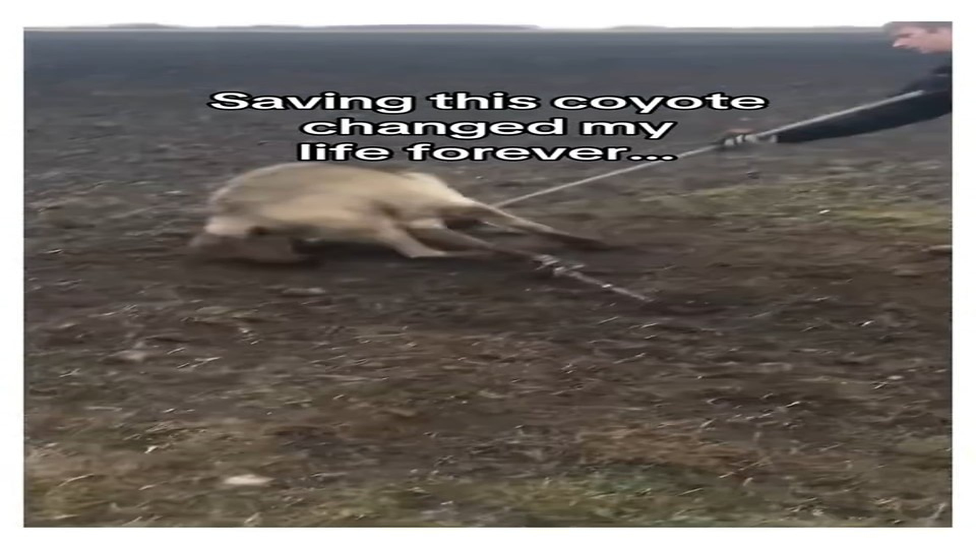 Full Video : N0408007_I saved alpha #animals #wholesome