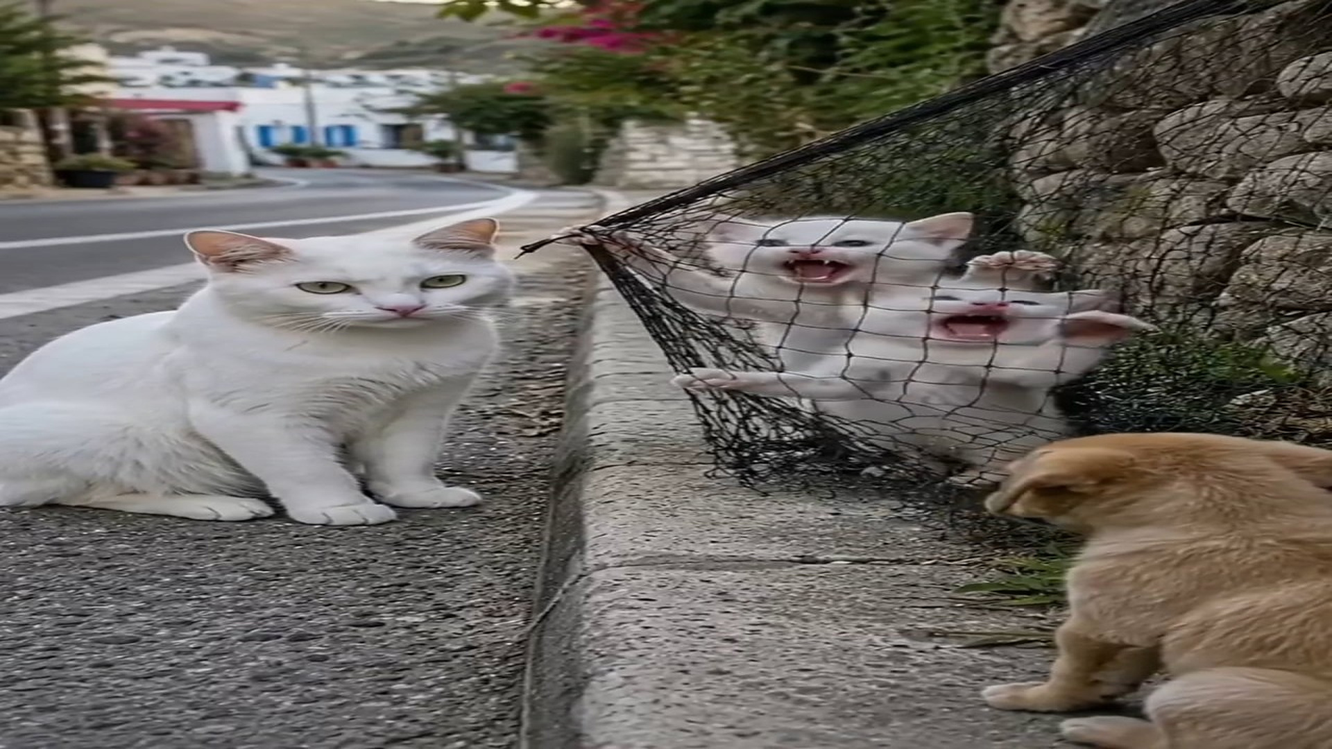Full Video : N0508001_K please help A mother cat is sitting by side of a paved road, while