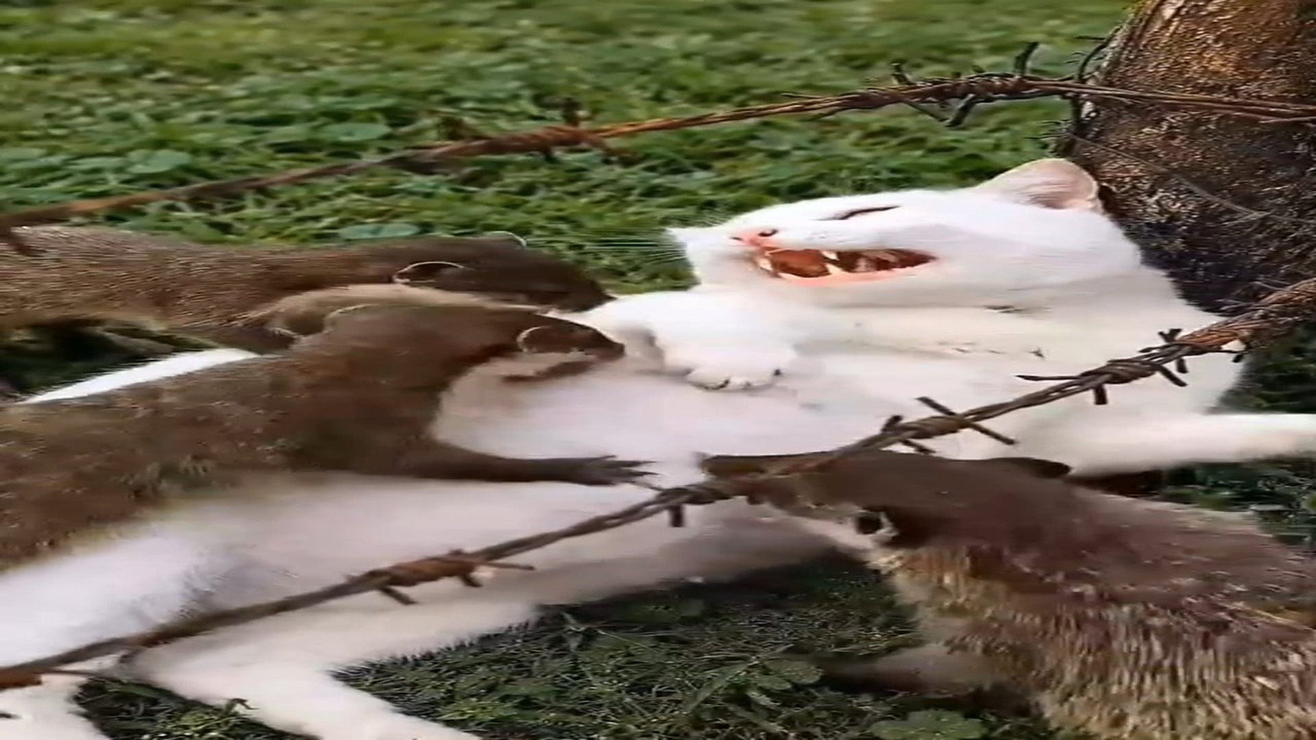 Full Video : N0508011_A pregnant mother cat was being pecked by three mongooses. A kind man re