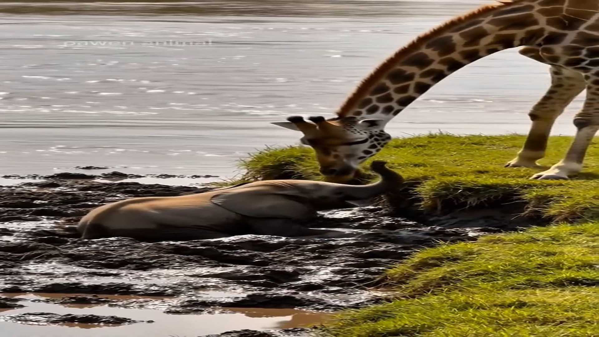 Full Video : N0508020_K An unlikely rescue in wild. A mother s gratitude speaks volumes