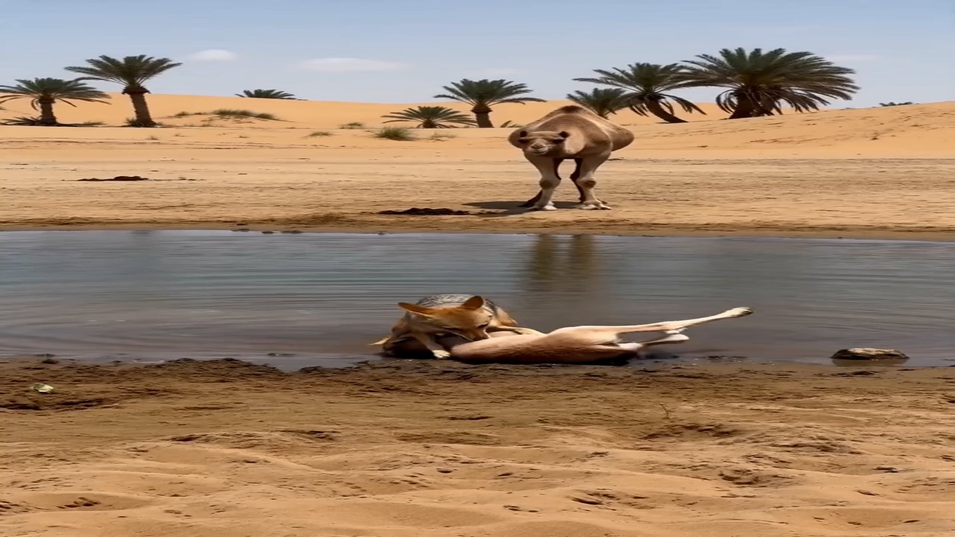 Full Video : N0508021_A mother camel s protective instinct is UNREAL!