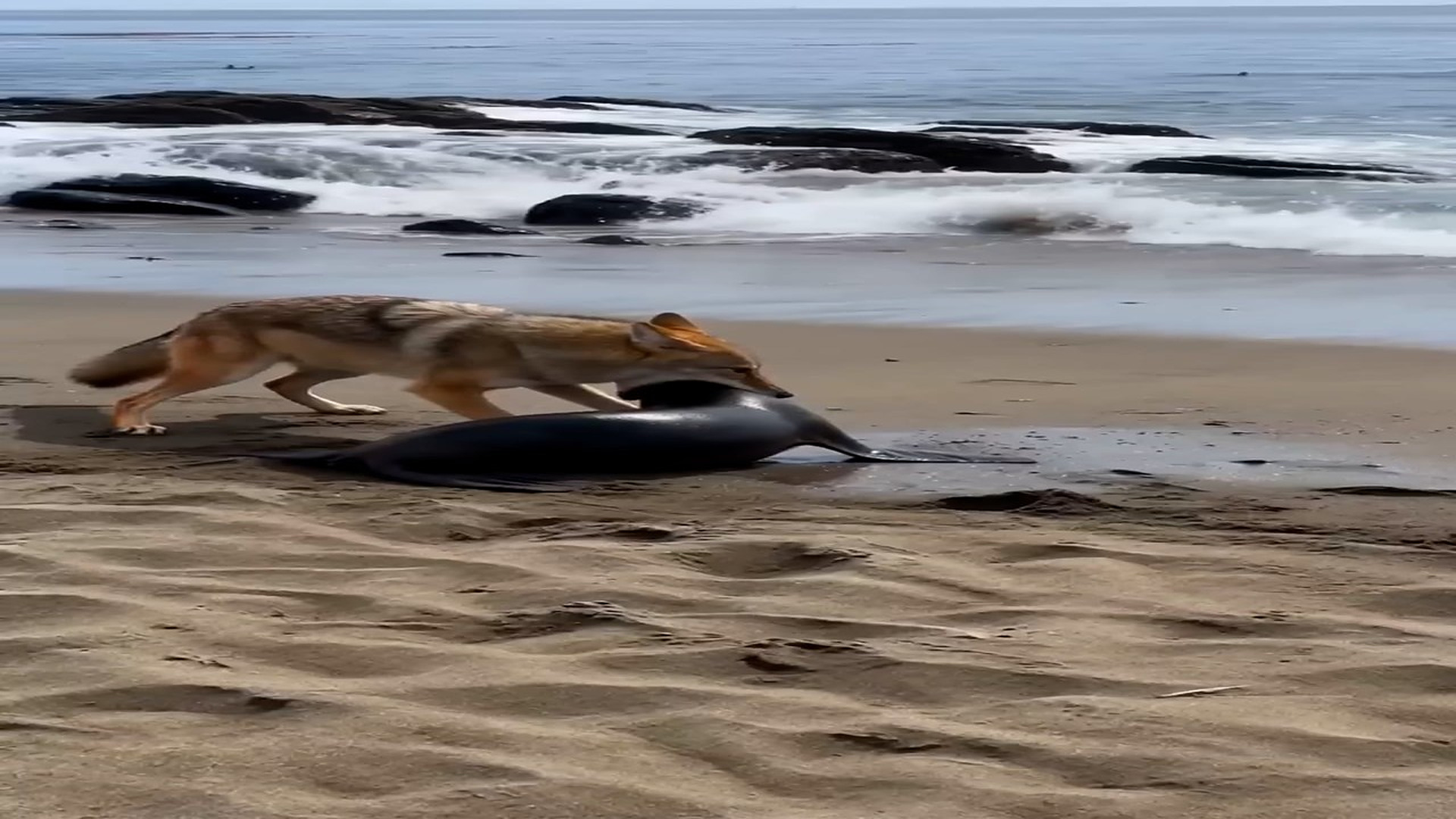 Full Video : N0508026_coyote messed WRONG mama!